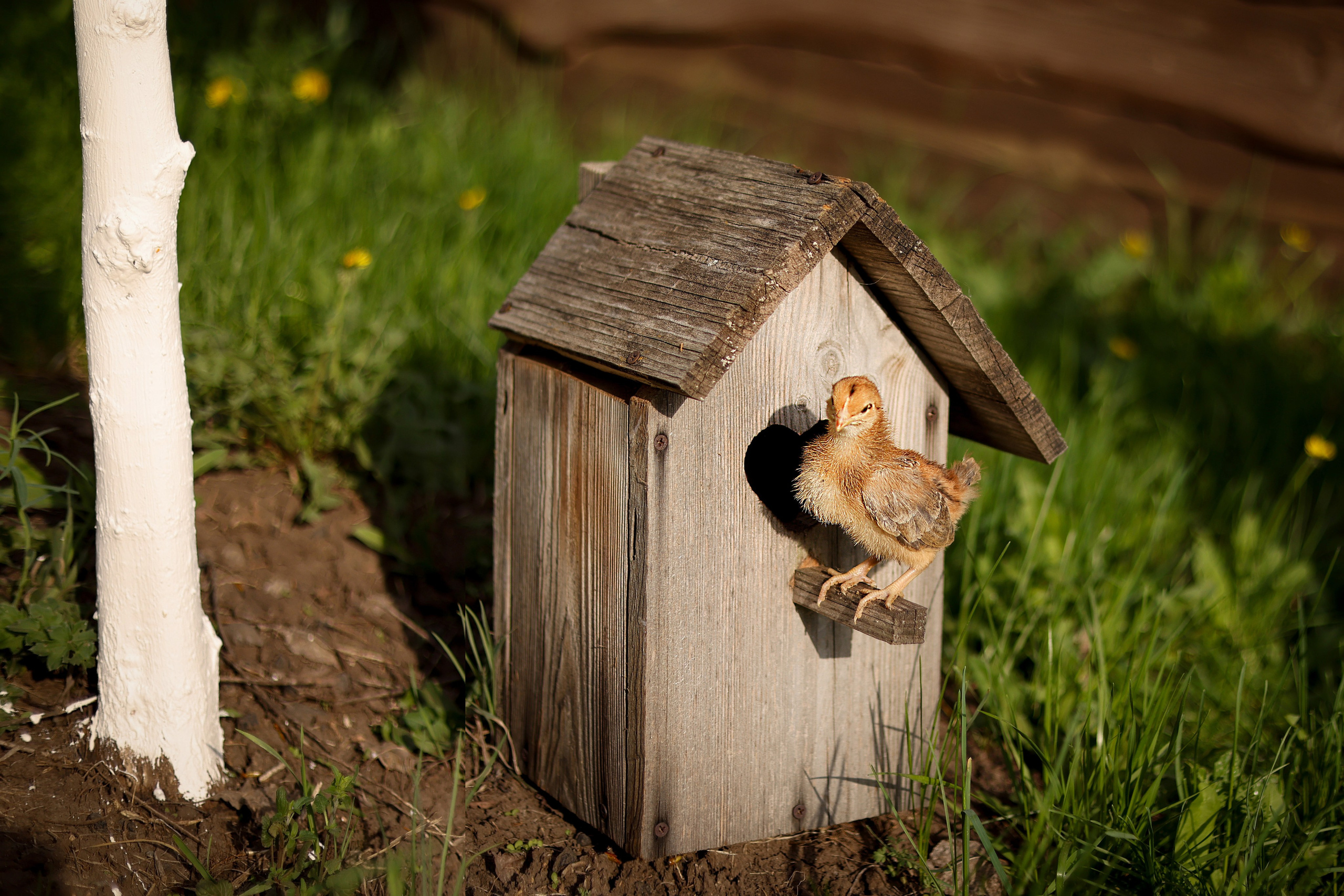 Съёмки с животными. Фотограф в Самаре