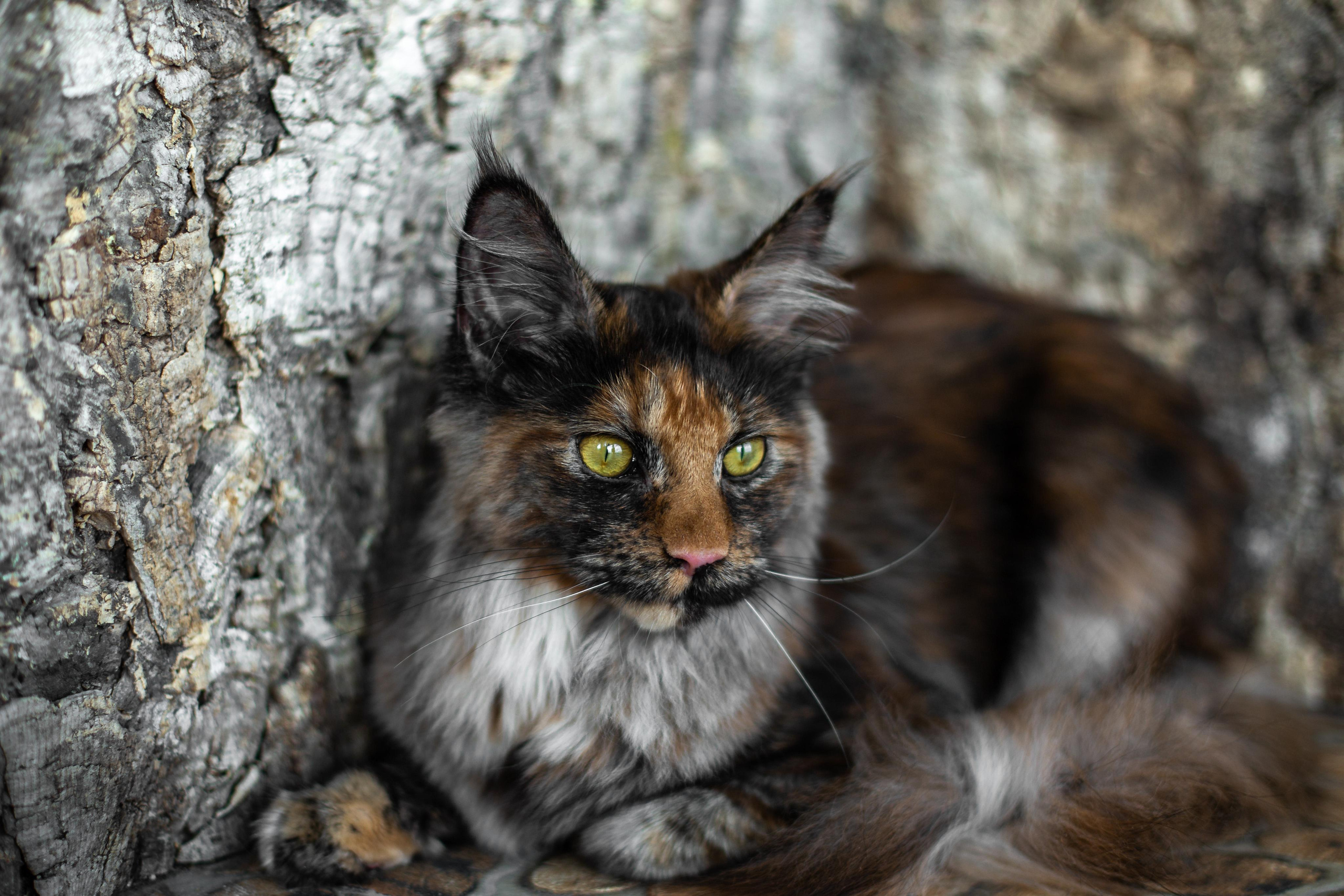 Фотосъемка фотосессия домашних животных собак кошек в Сургуте, пгт.Федоровский