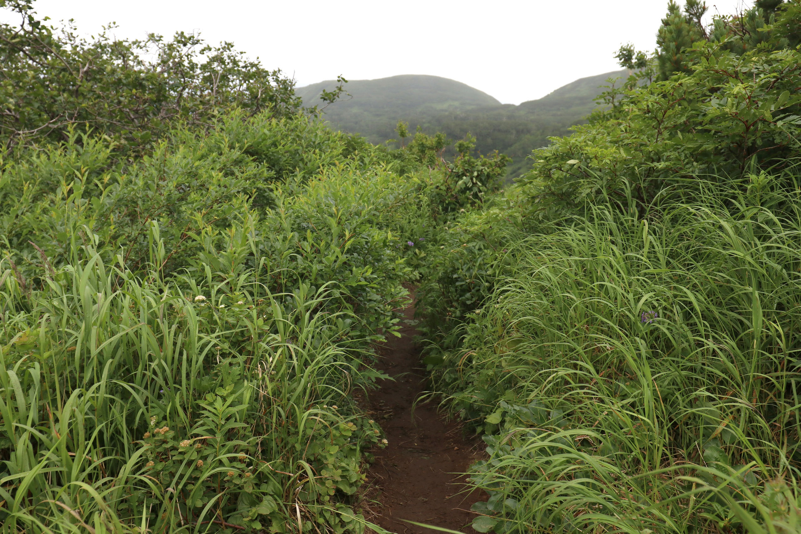 Камчатка и о. Парамушир. Июль 2024. Путешественник-фотограф из Санкт-Петербурга Татьяна Свистулина
