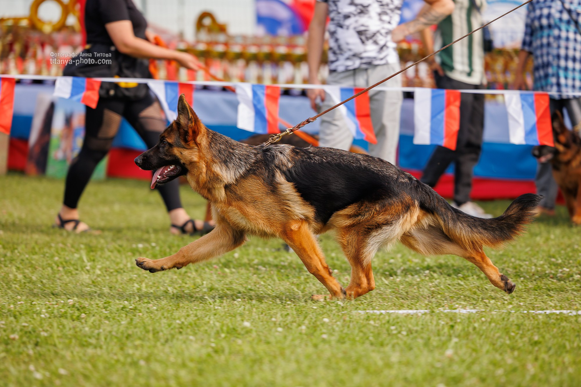 Немецкие овчарки: фото из рингов и вне ринга, мутпроба (фотографии с выставок). Фотограф собак, фотограф-анималист Аня Титова (Titanya). Москва