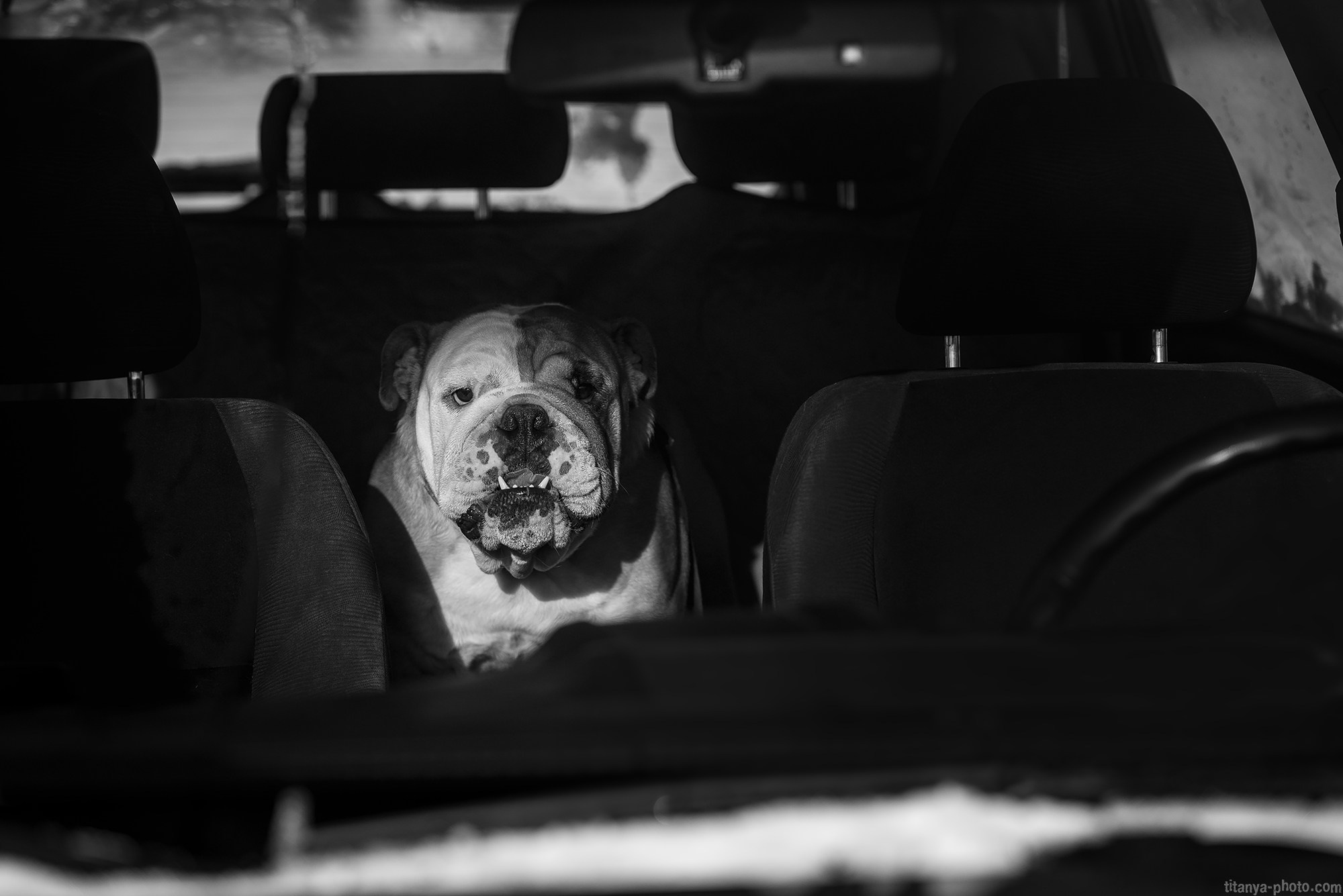 Фотография собак, фотограф-анималист Москва. Фотограф собак, фотограф-анималист Аня Титова (Titanya). Москва