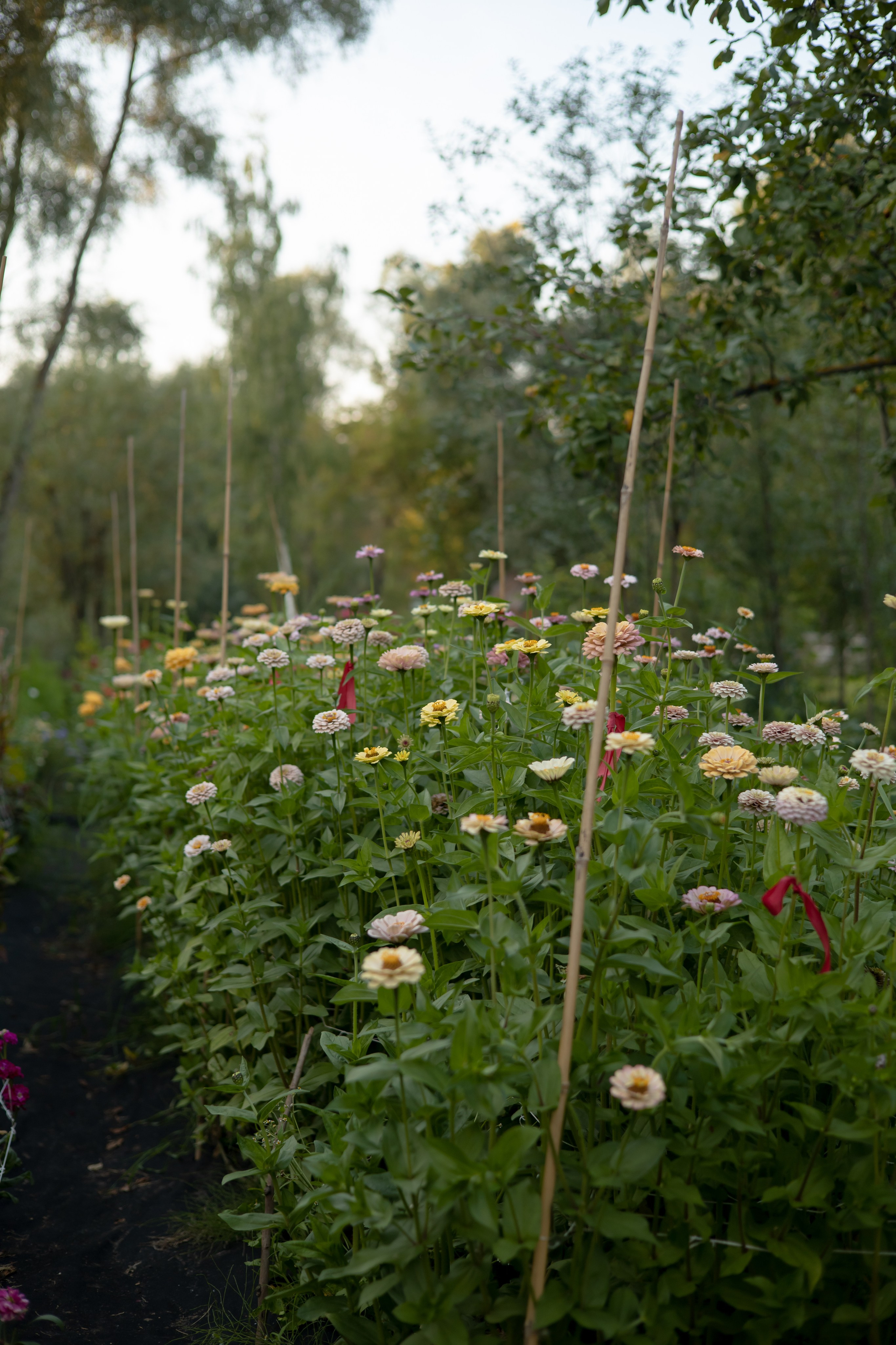 ДИНИЯ. Фотограф Элла Ефимова