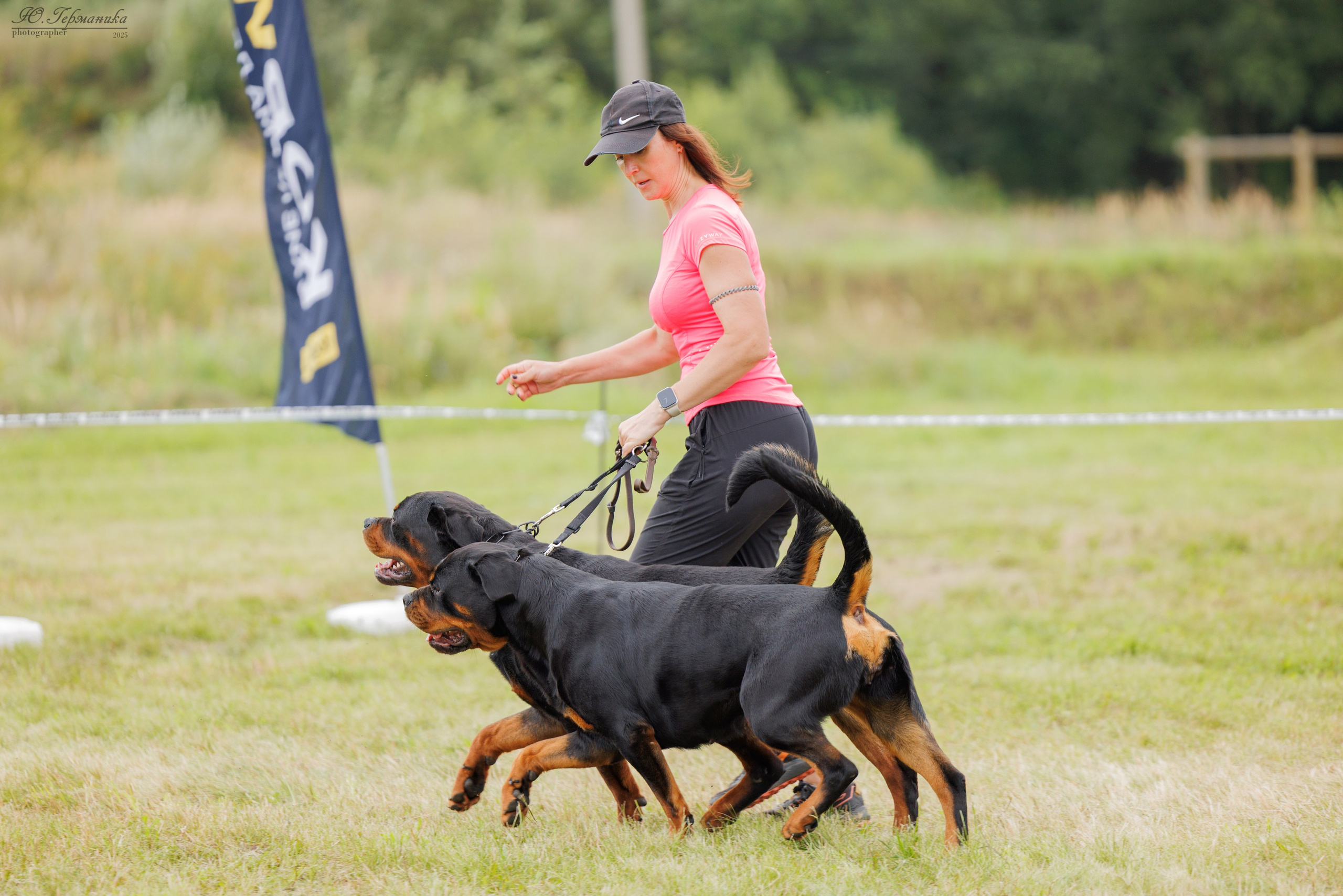 Рязань 2хмоно ротвейлеры 16-17.08.2025. Фотограф-анималист Юлия Германика