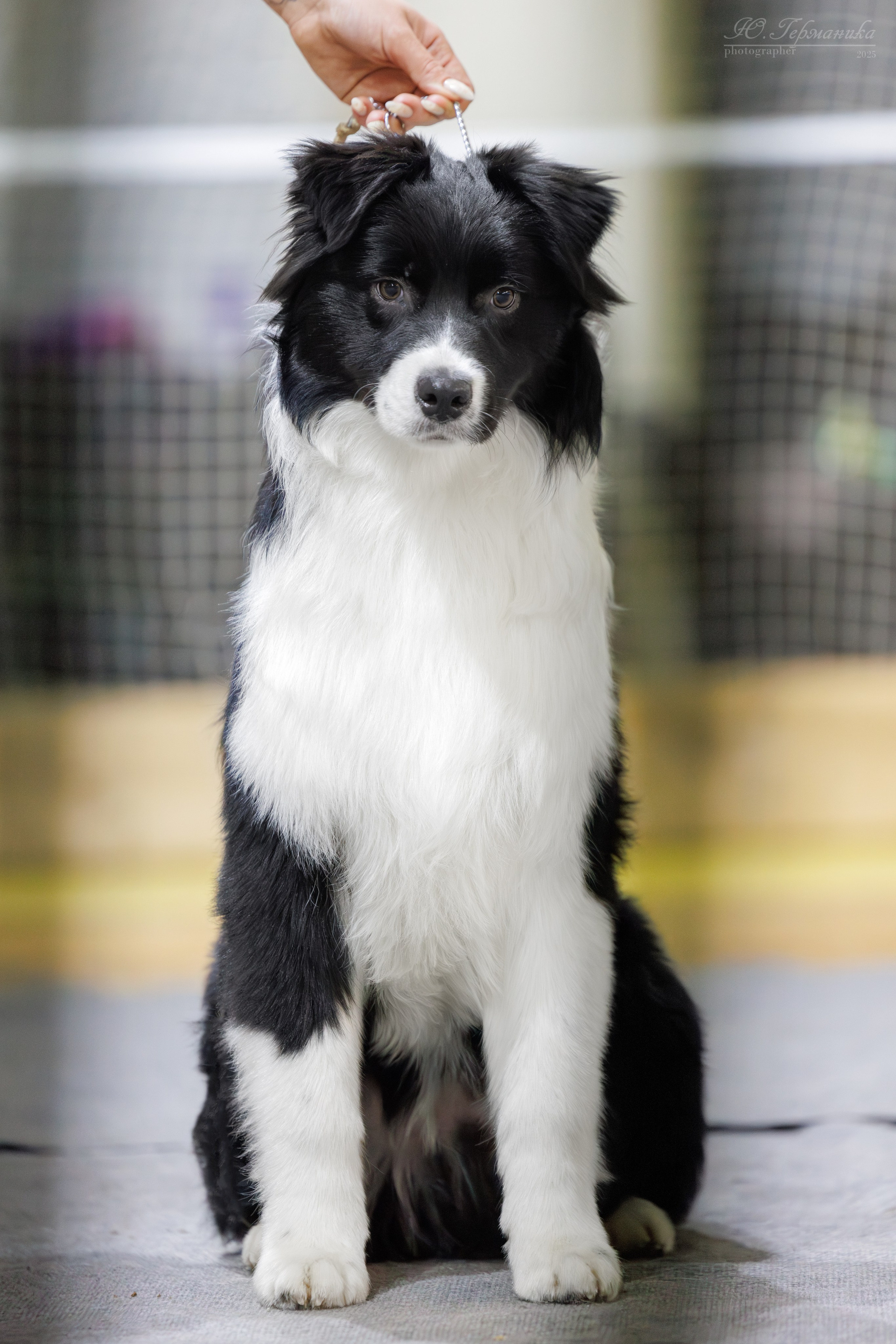 Тверь 21.12.2025. Фотограф-анималист Юлия Германика