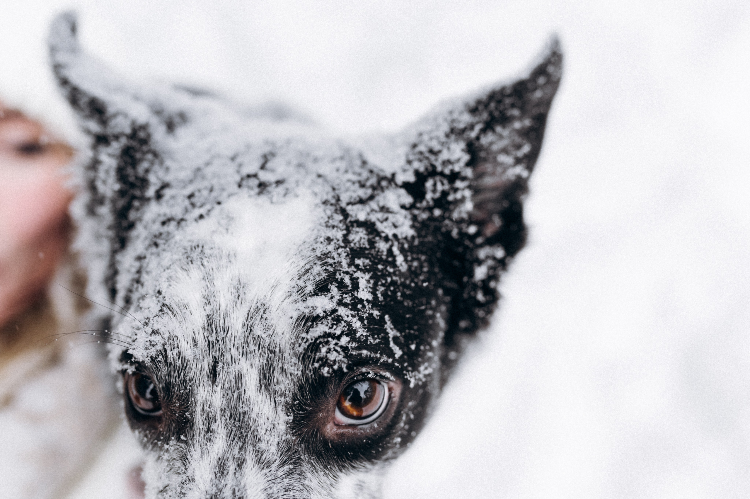 Аня и Милан. Фотограф анималист в Москве Ольга Агушева