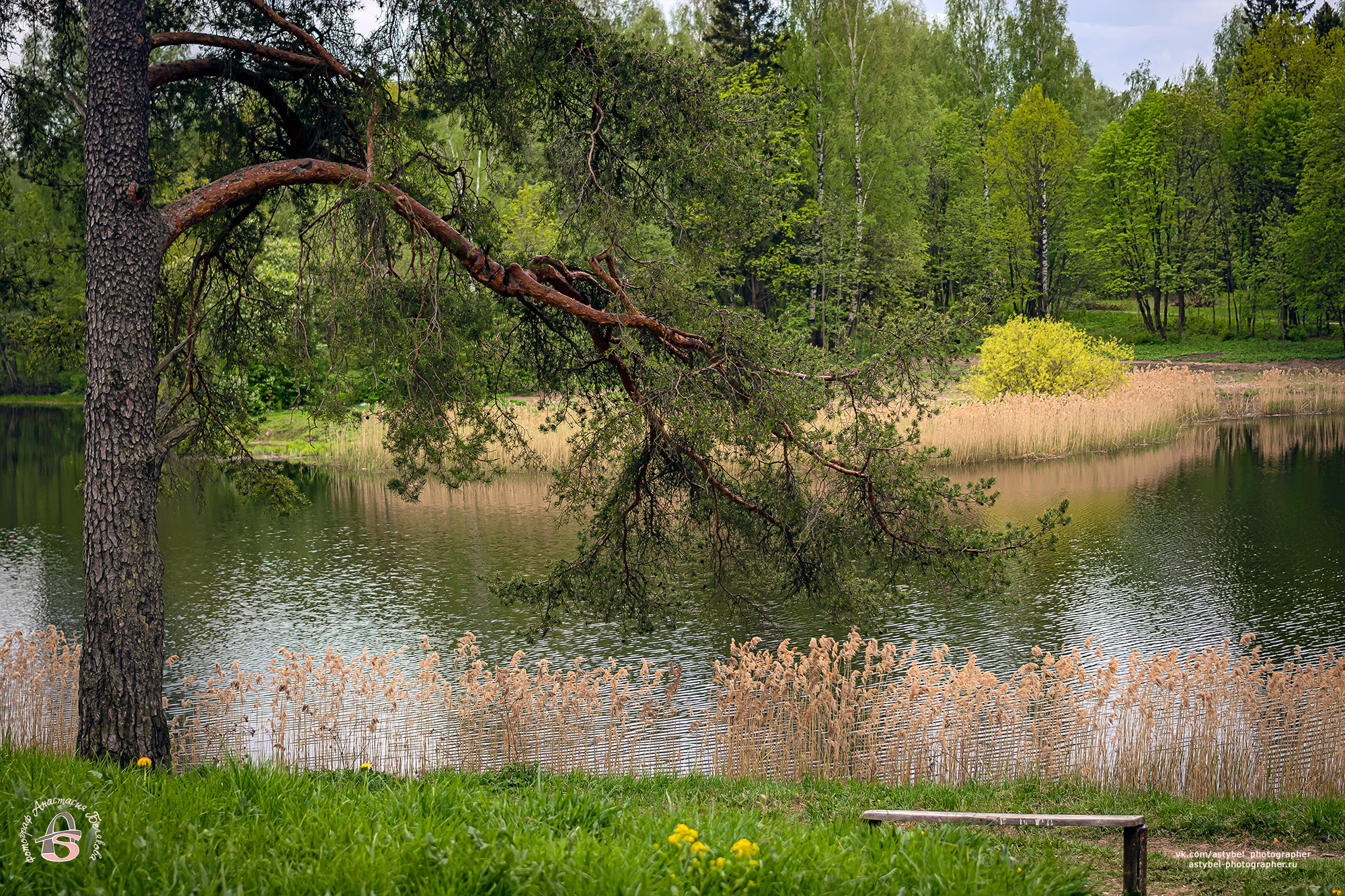 Прогулочная фотосессия с щенком аляскинского маламута Рамзи. Фотограф Анастасия Белякова в Санкт-Петербурге и Гатчине