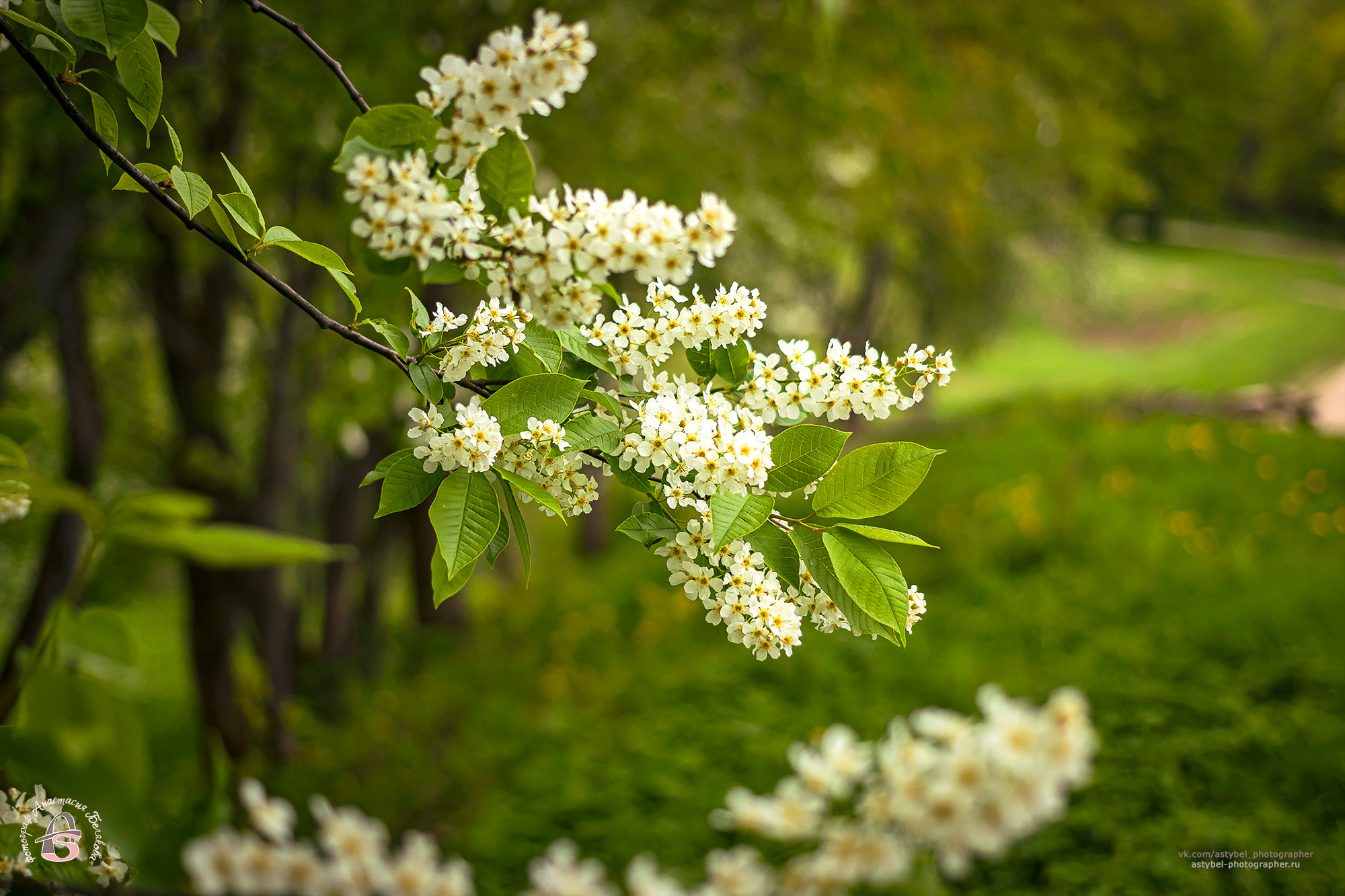 Прогулочная фотосессия с щенком аляскинского маламута Рамзи. Фотограф Анастасия Белякова в Санкт-Петербурге и Гатчине