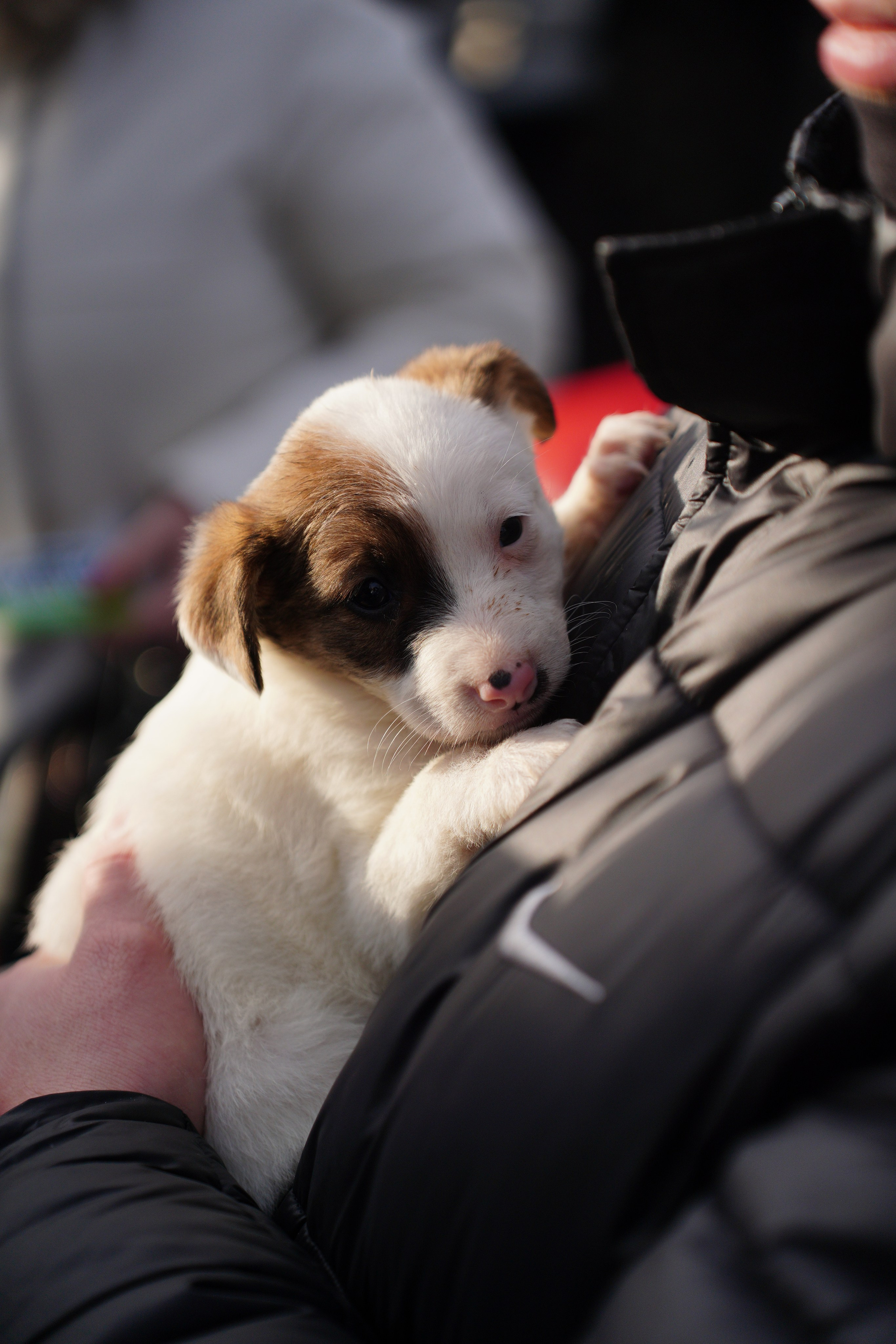 Благотворительная Акция «Ищу Человека». Pupov.png