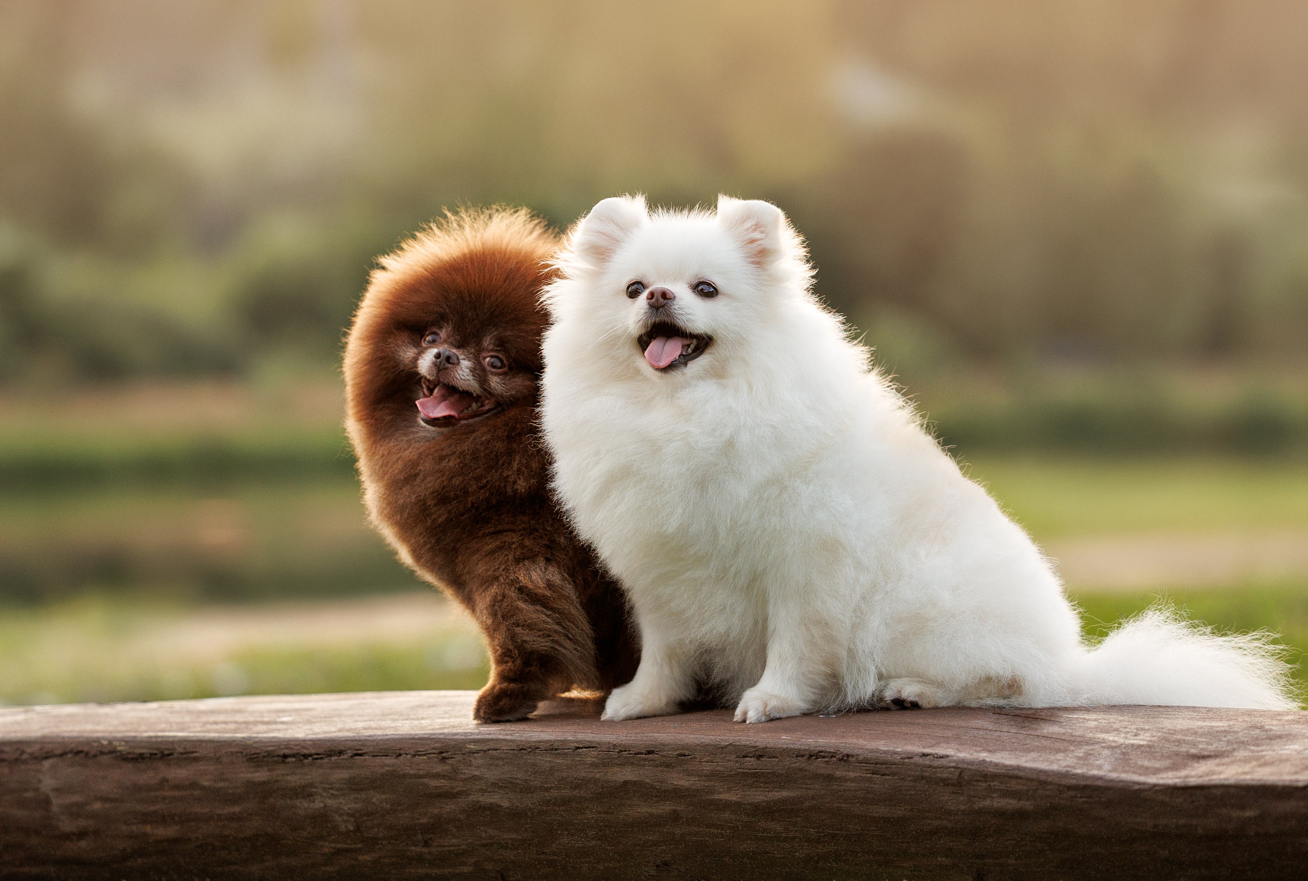 Портфолио: Фотосъёмка собак в Москве и области — авторские образы. Фотограф-анималист и бренд-фотограф в Москве | Фотография собак, людей, бизнес-портрет