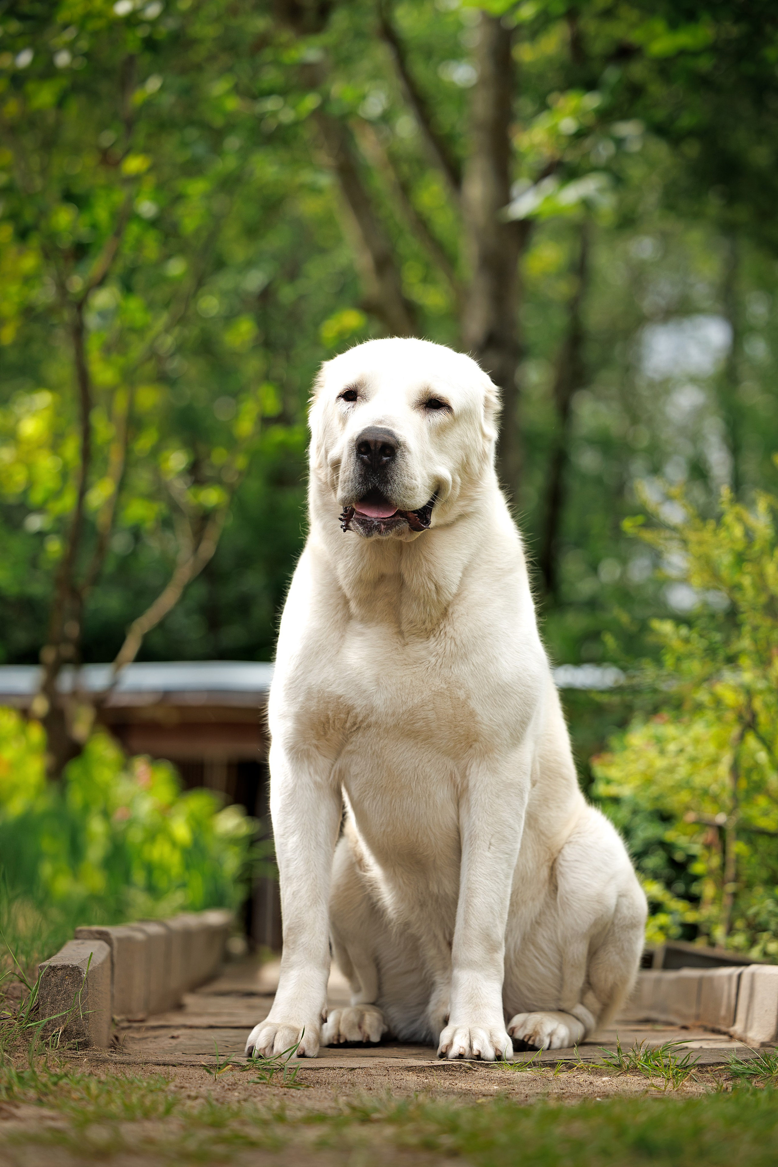 Портфолио: Фотосъёмка собак в Москве и области — авторские образы. Фотограф-анималист и бренд-фотограф в Москве | Фотография собак, людей, бизнес-портрет