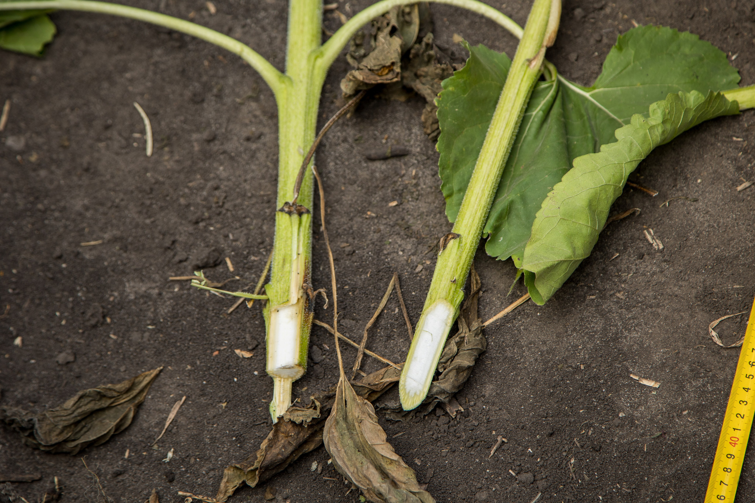 Решения для сельского хозяйства BASF 16.08.2022. Владислав Волков | Фотография и видеосъемка в Воронеже