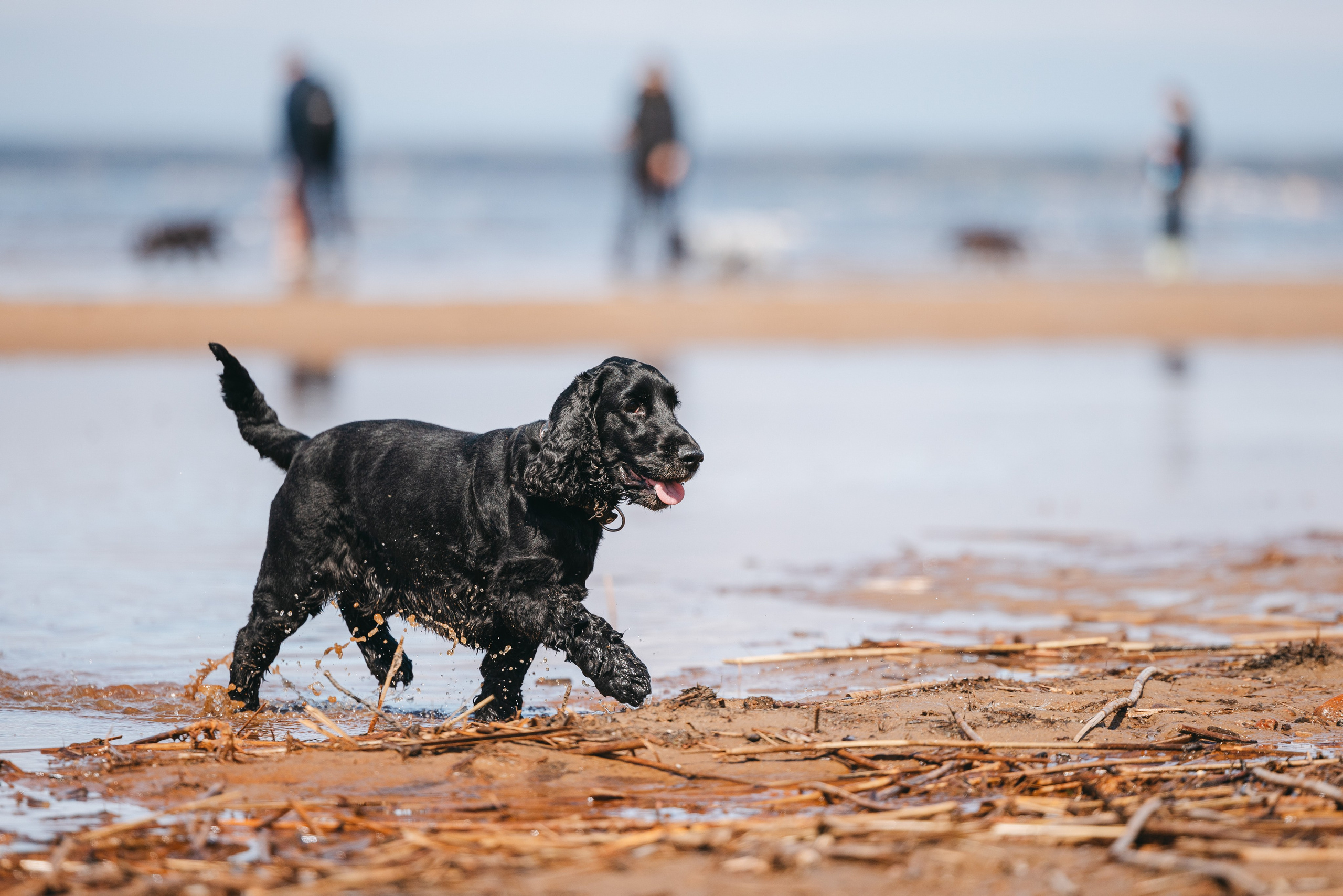 Спанимания. Фотограф анималист Осипчикова Мария
