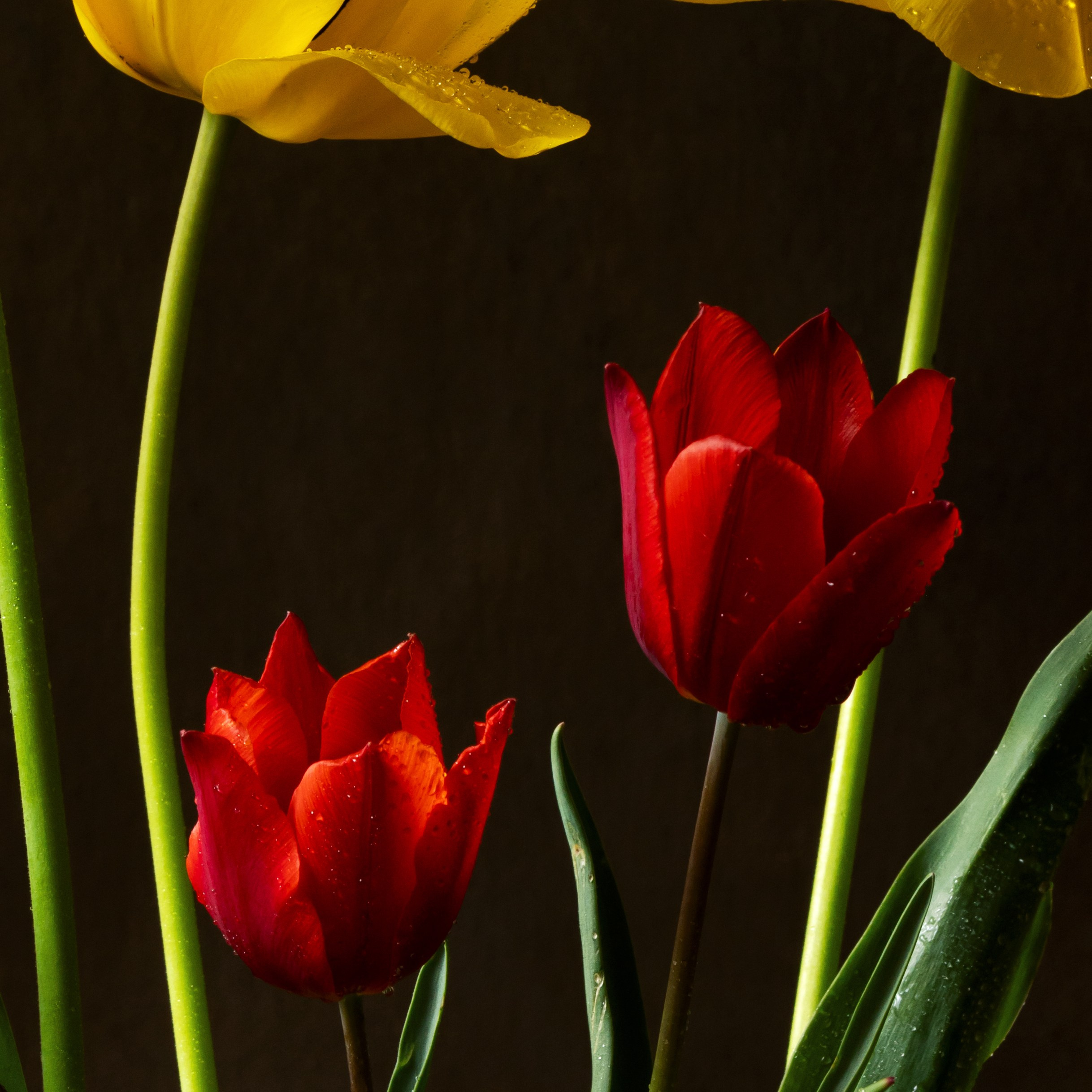 Sun and Flame. Author’s fine art prints with international delivery