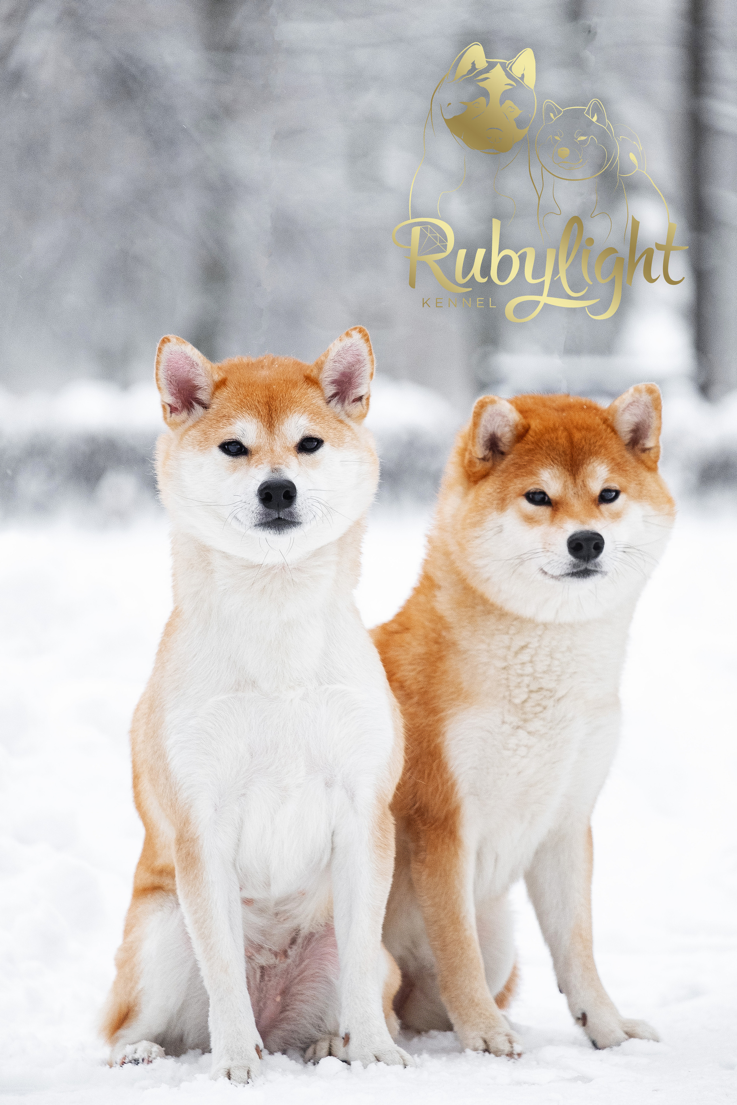 Сиба питомник RUBYLIGHT. Американская акита I Сиба ину I Питомник RUBYLIGHT