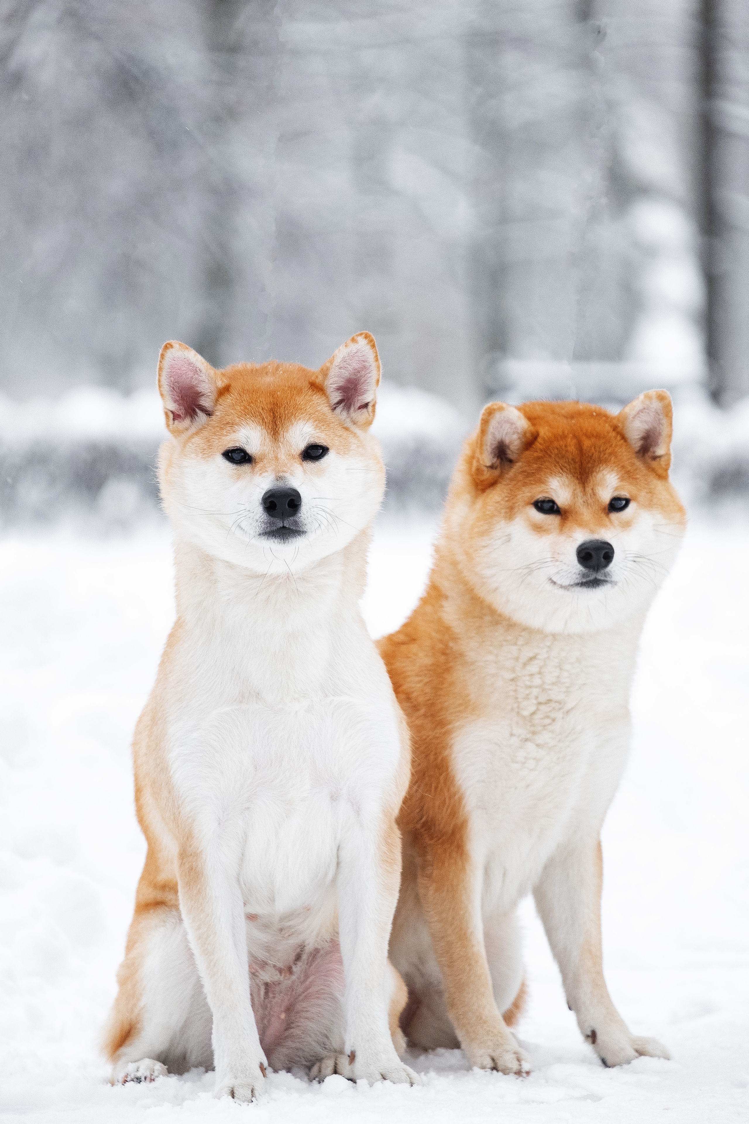 Сиба питомник RUBYLIGHT. Американская акита I Сиба ину I Питомник RUBYLIGHT