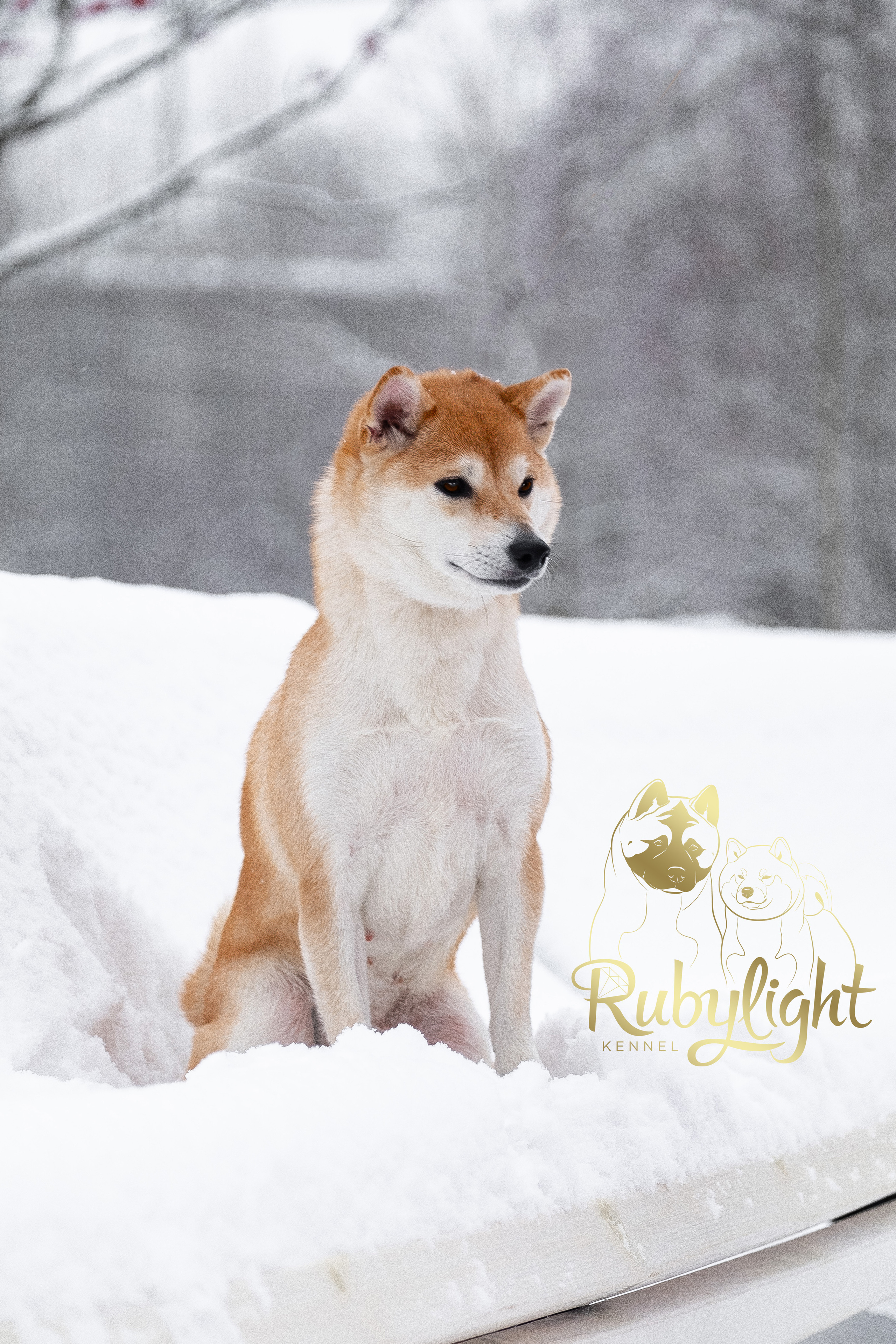 Сиба питомник RUBYLIGHT. Американская акита I Сиба ину I Питомник RUBYLIGHT