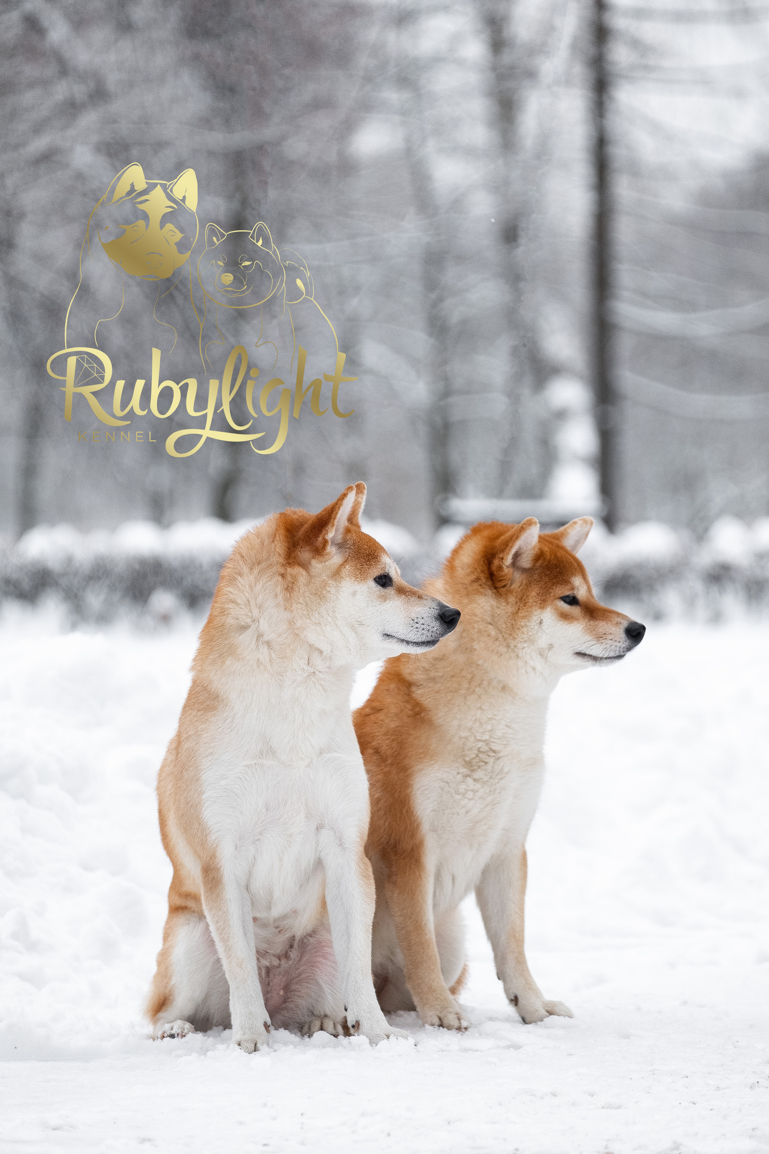 Сиба питомник RUBYLIGHT. Американская акита I Сиба ину I Питомник RUBYLIGHT