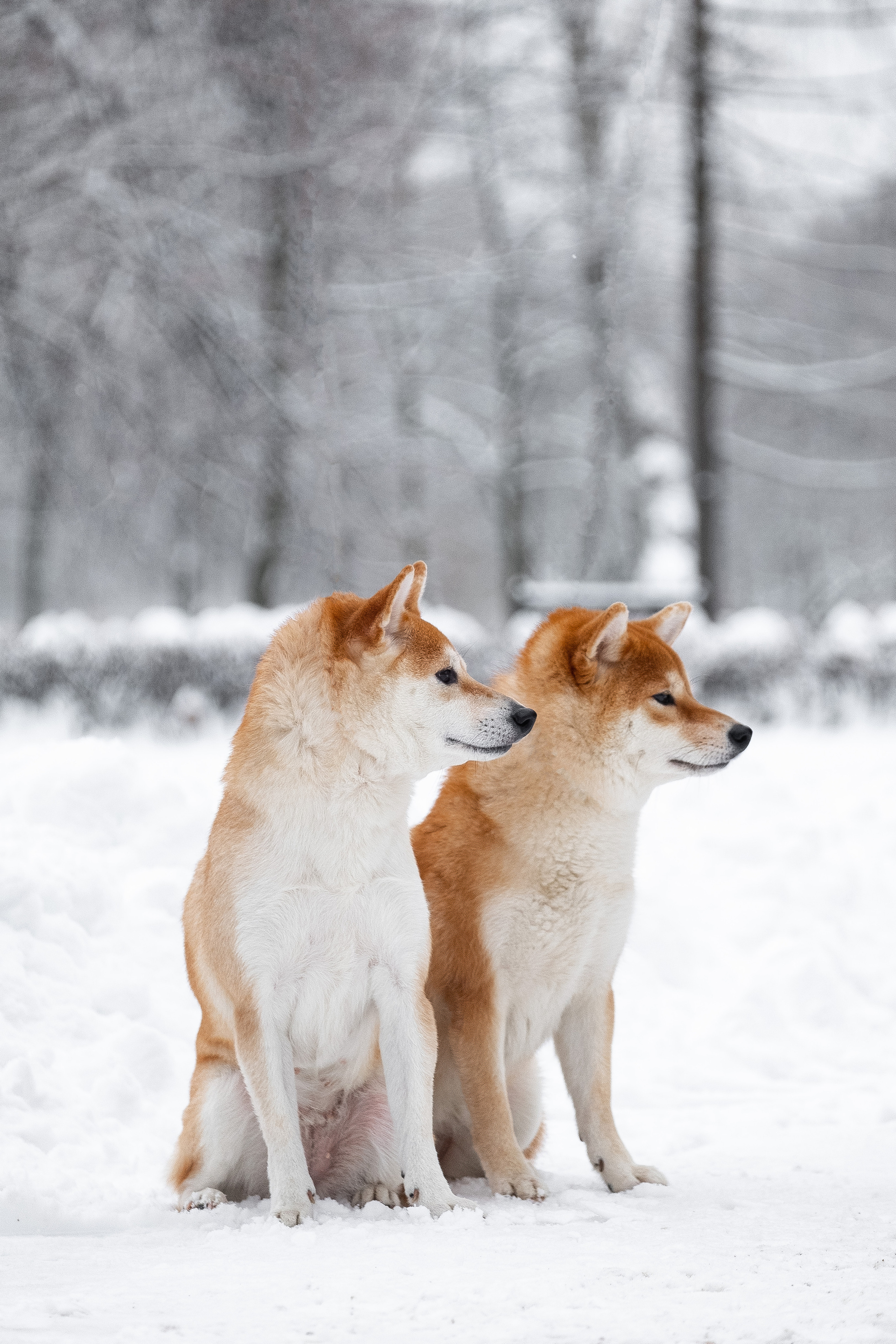 Сиба питомник RUBYLIGHT. Американская акита I Сиба ину I Питомник RUBYLIGHT