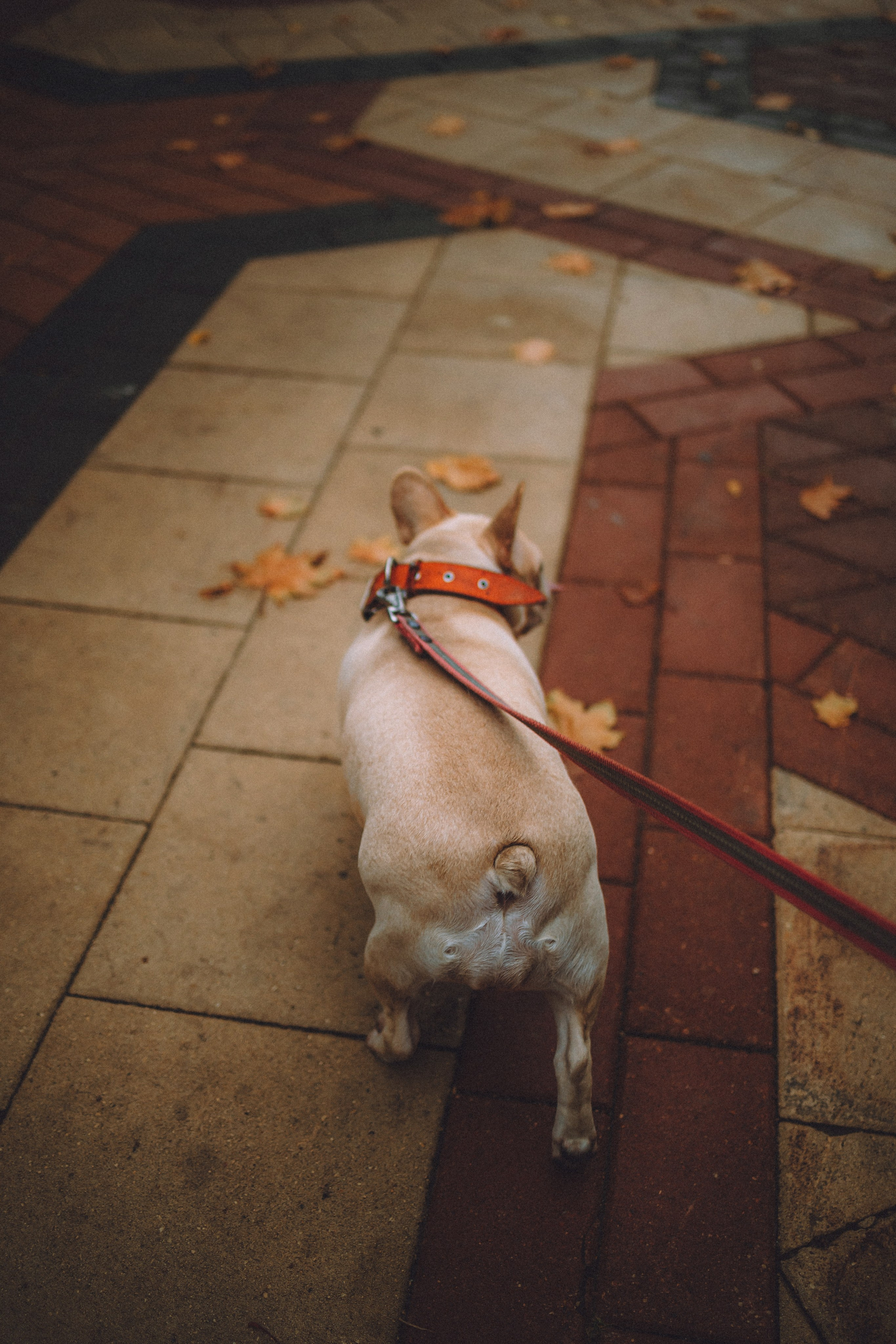 Антонина и Амиша