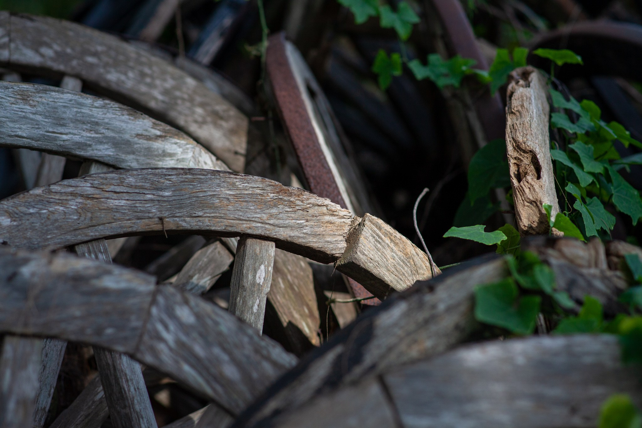 Находка в Таиланде, 2011. Фотограф Василий Буланов