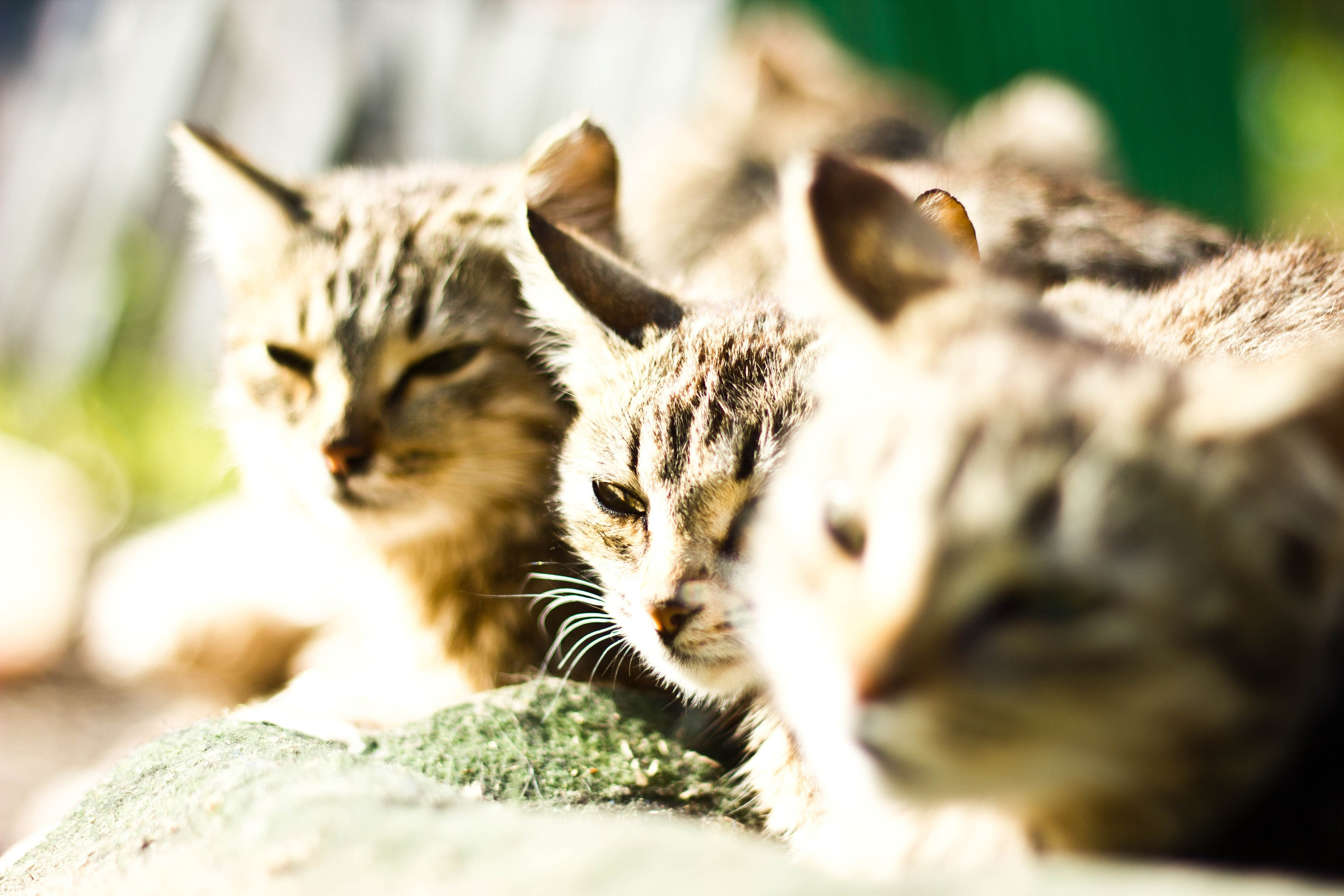 Зверье. Elnora Atnagulova Foodphotography