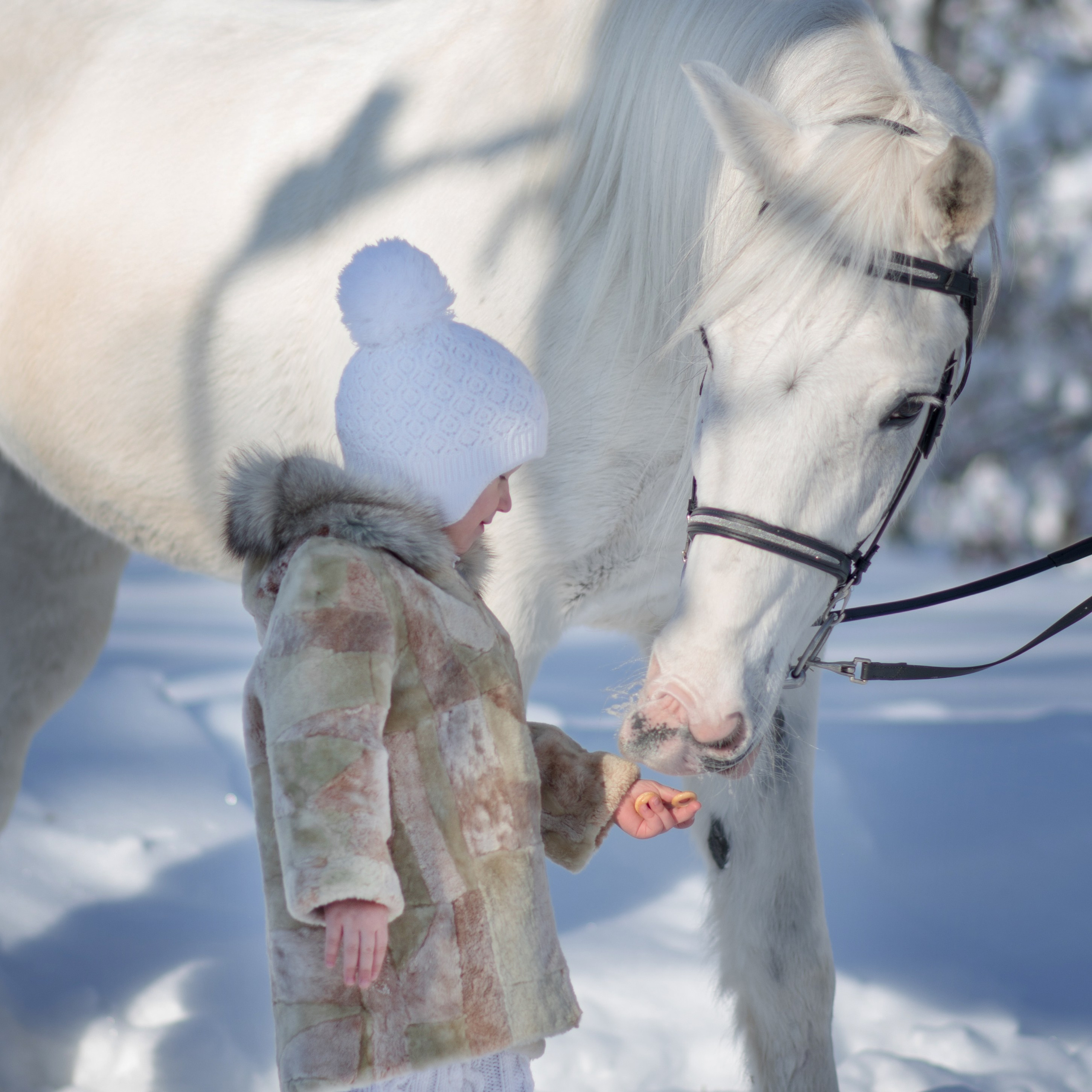 Фотодень с  Каспийцем. Конный фотограф в Саратове Юлия Иванова
