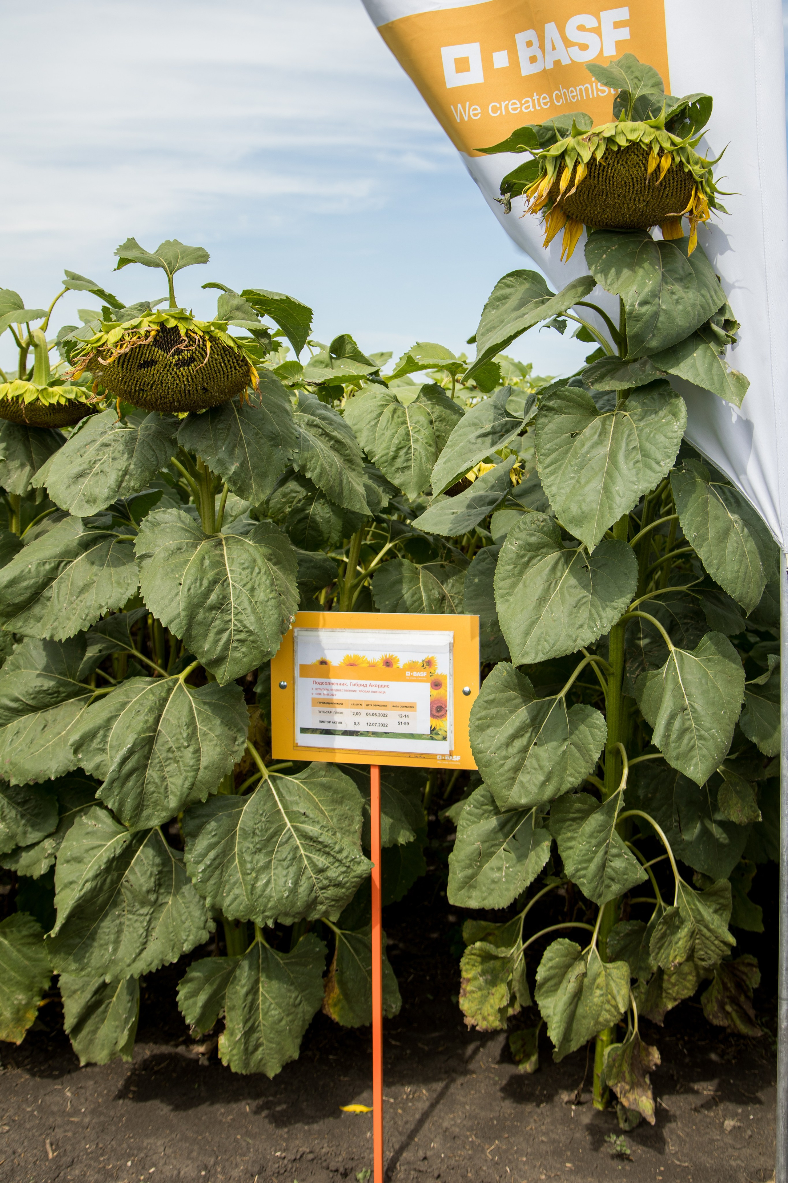 Решения для сельского хозяйства BASF 16.08.2022. Владислав Волков | Фотография и видеосъемка в Воронеже