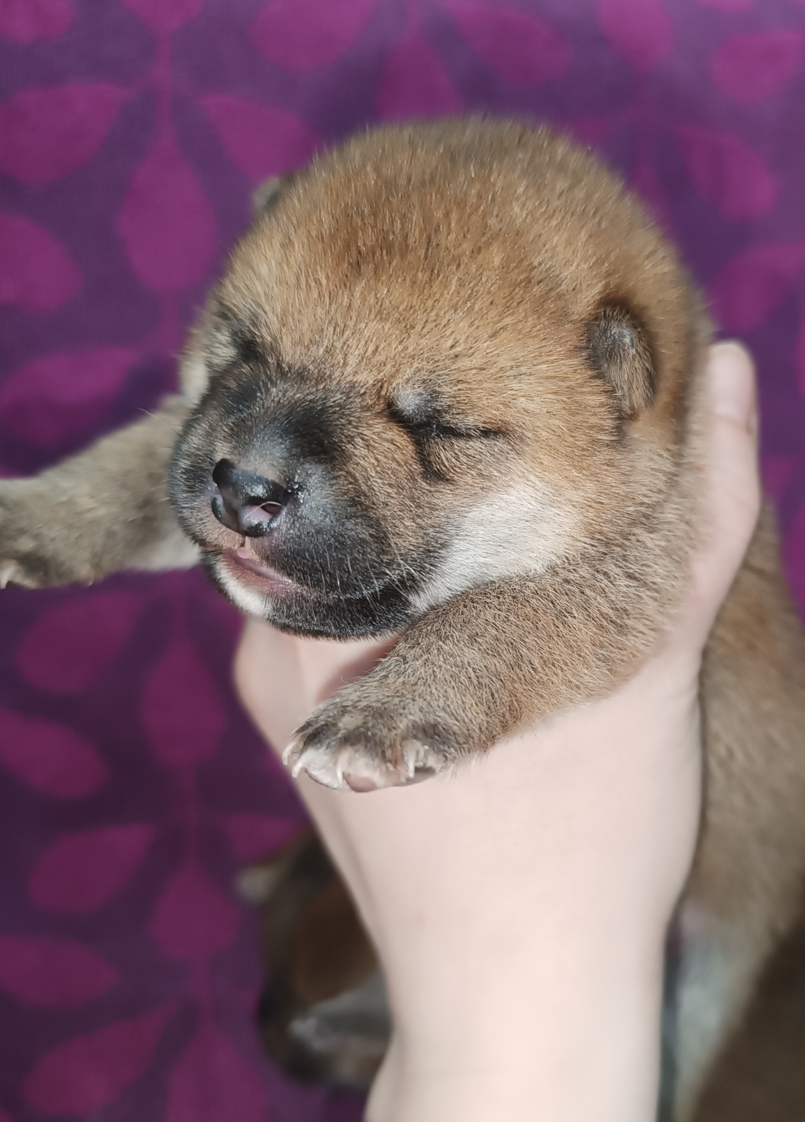 сиба питомник Рубилайт щенки на продажу rubylight  сиба щенки купить СПб Санкт-Петербург 