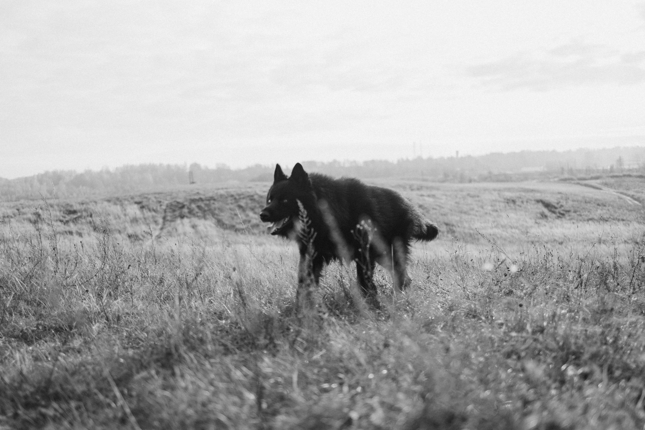 Лора и Джанго. Фотограф — Анималист | Санкт-Петербург