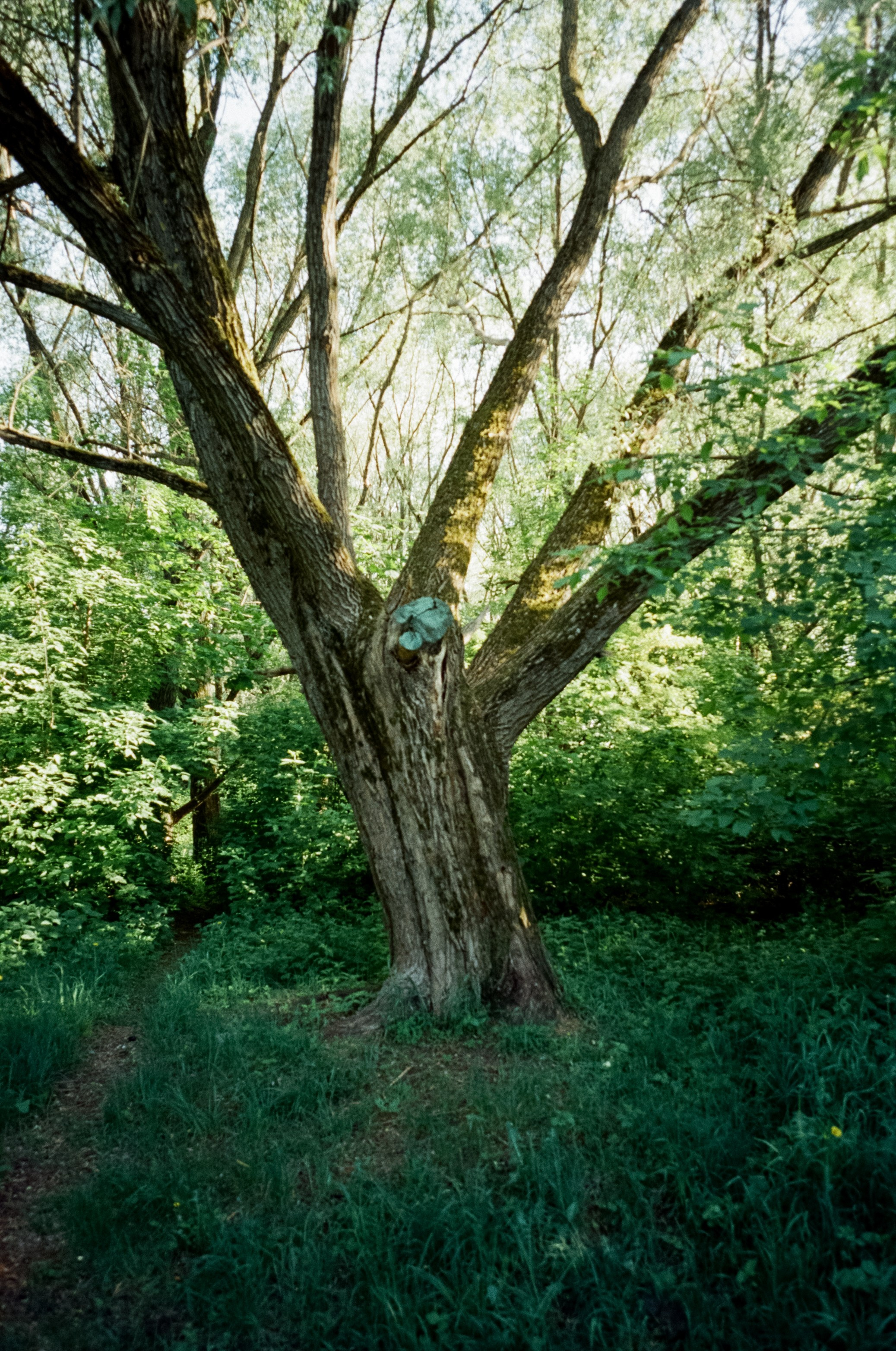 Ricoh GR10 / SFL 250D / Тестовая пленка у речки в Строгино