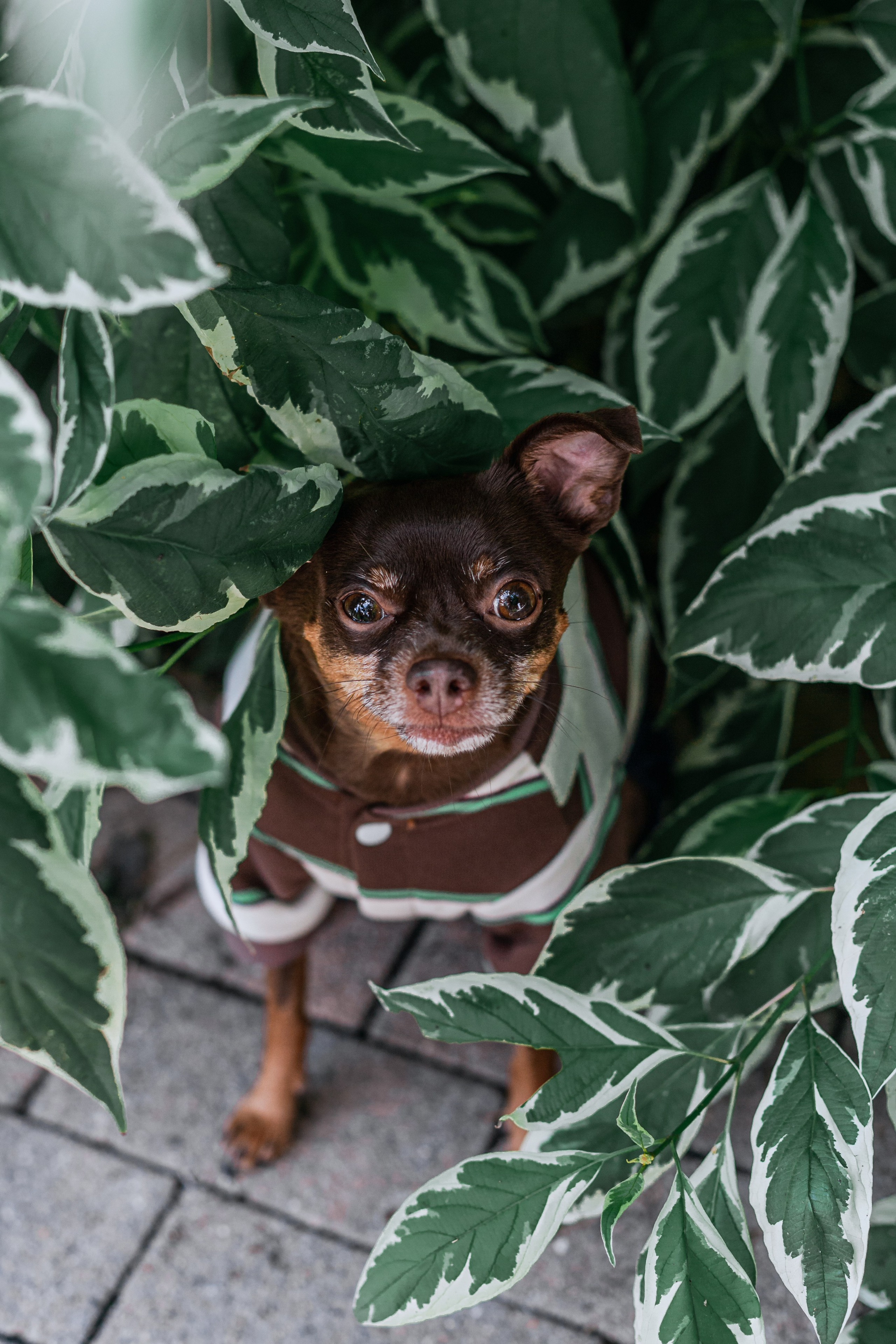 Восточный мост. Фотограф-анималист Татьяна Степанова