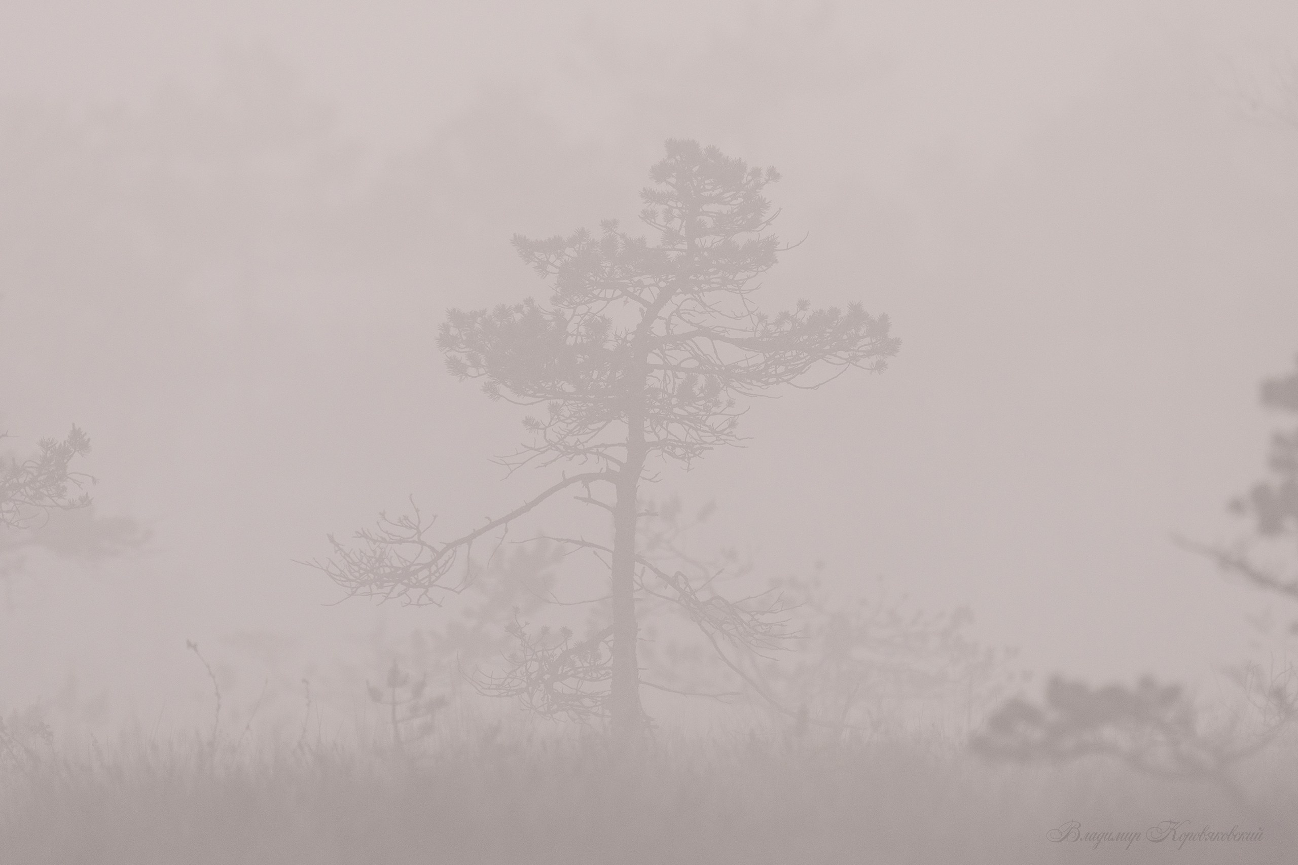 Природа. Фотограф Владимир Коровяковский