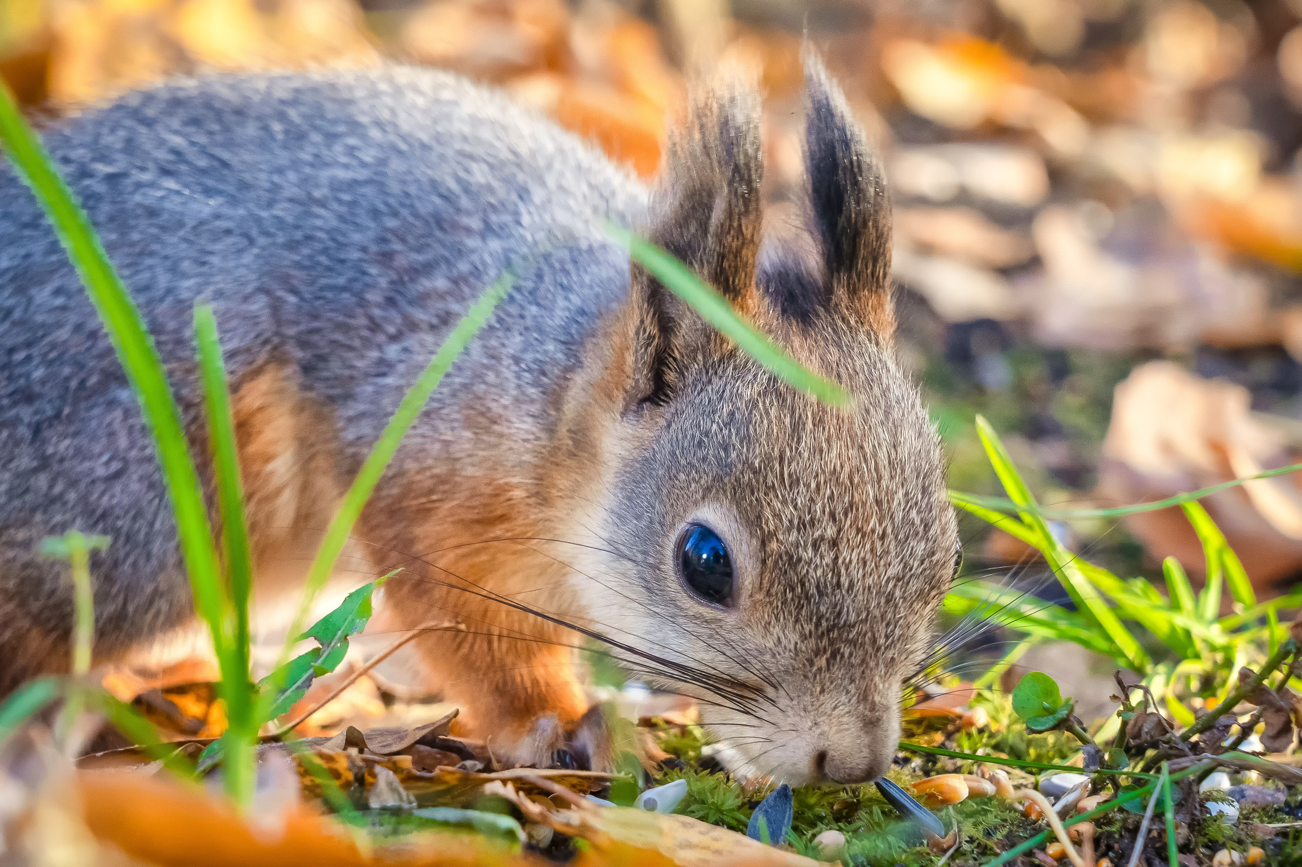 Дикая природа. Photomantis