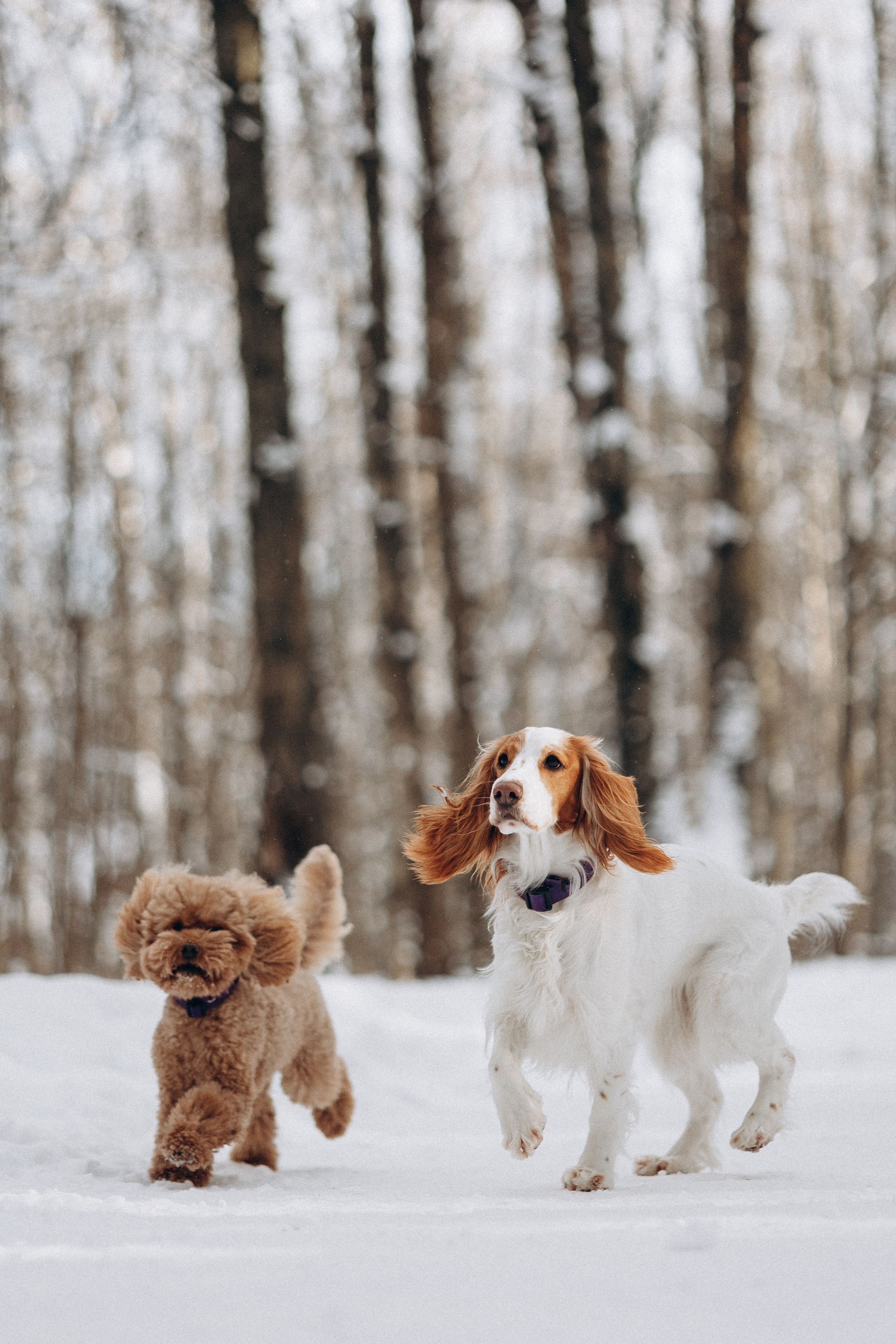 Амуниция «Бобик» 2. Фотораф — анималист Мария Шистка
