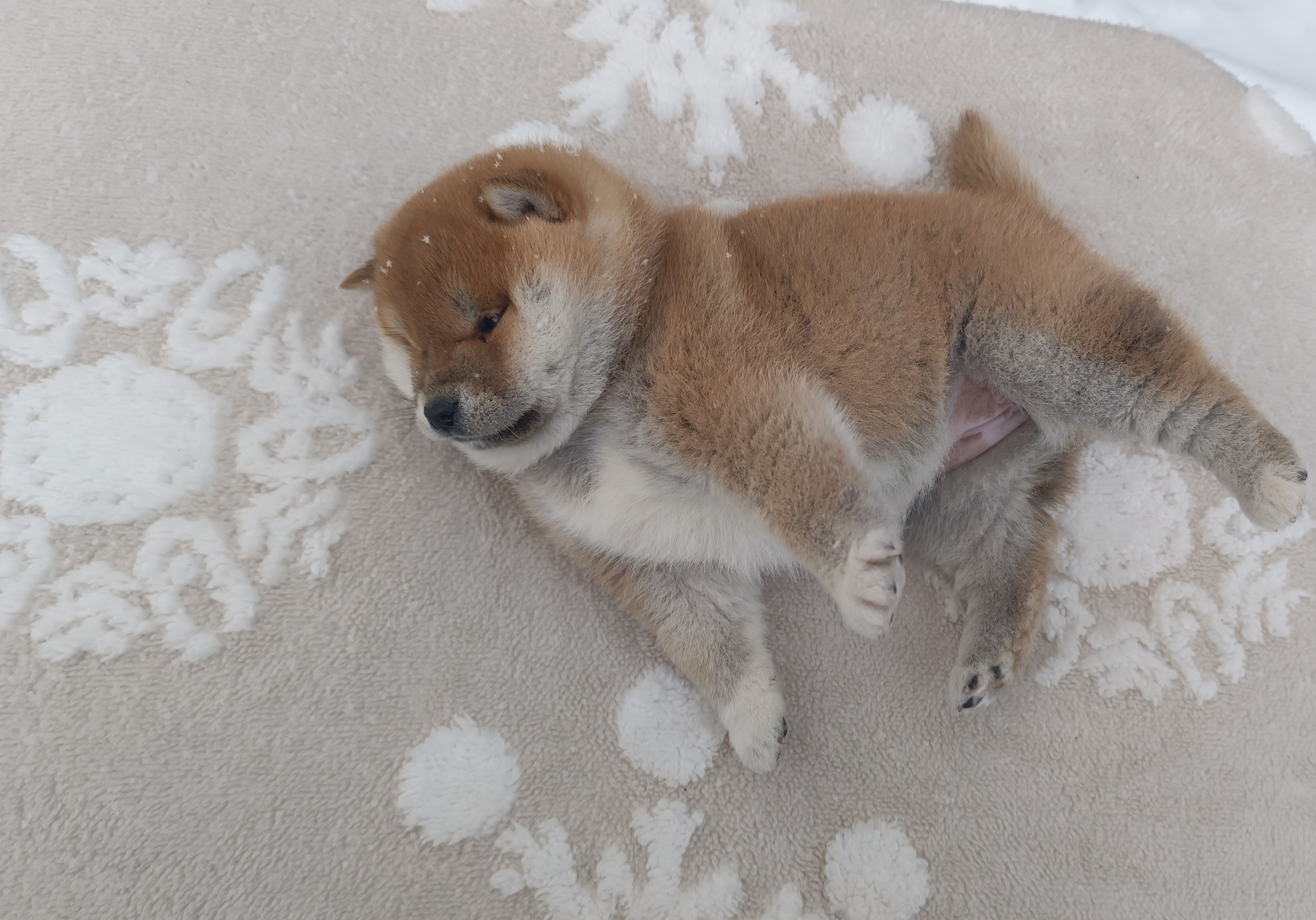 сиба питомник Рубилайт щенки на продажу rubylight  сиба щенки купить СПб Санкт-Петербург 