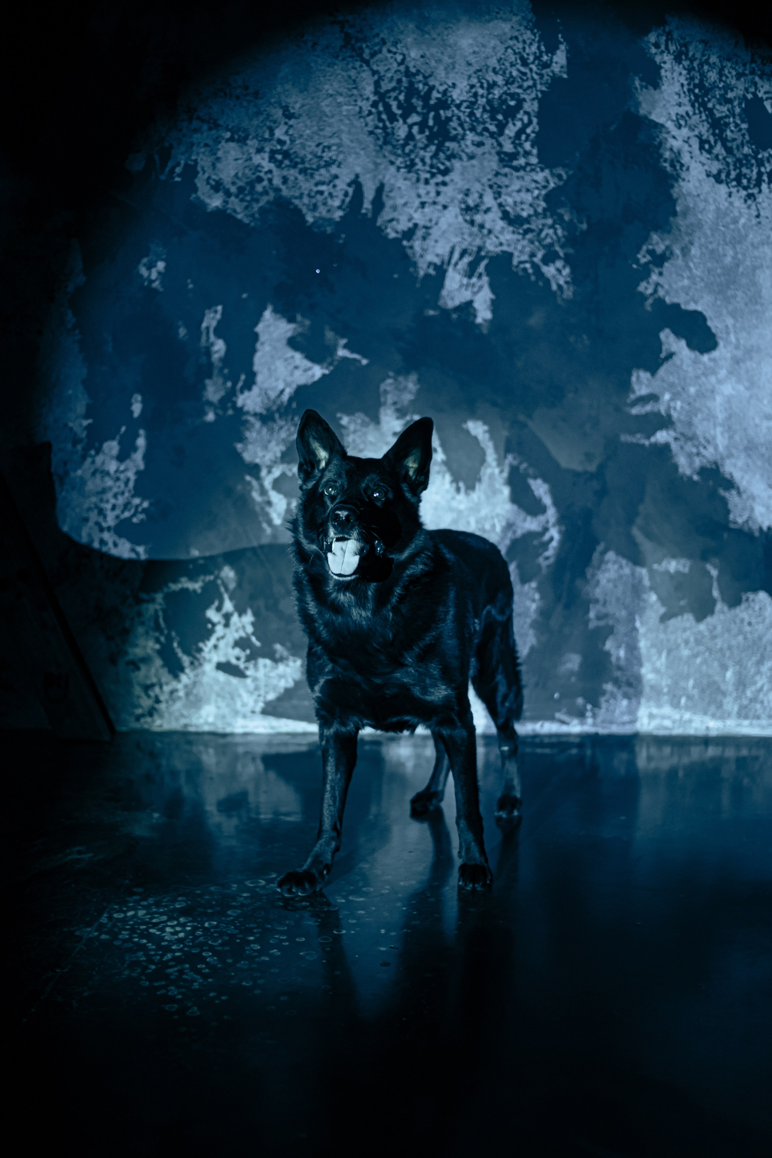 Ангелина. Заколдованный лес. Фотограф Регина Крикунова г. Красноярск