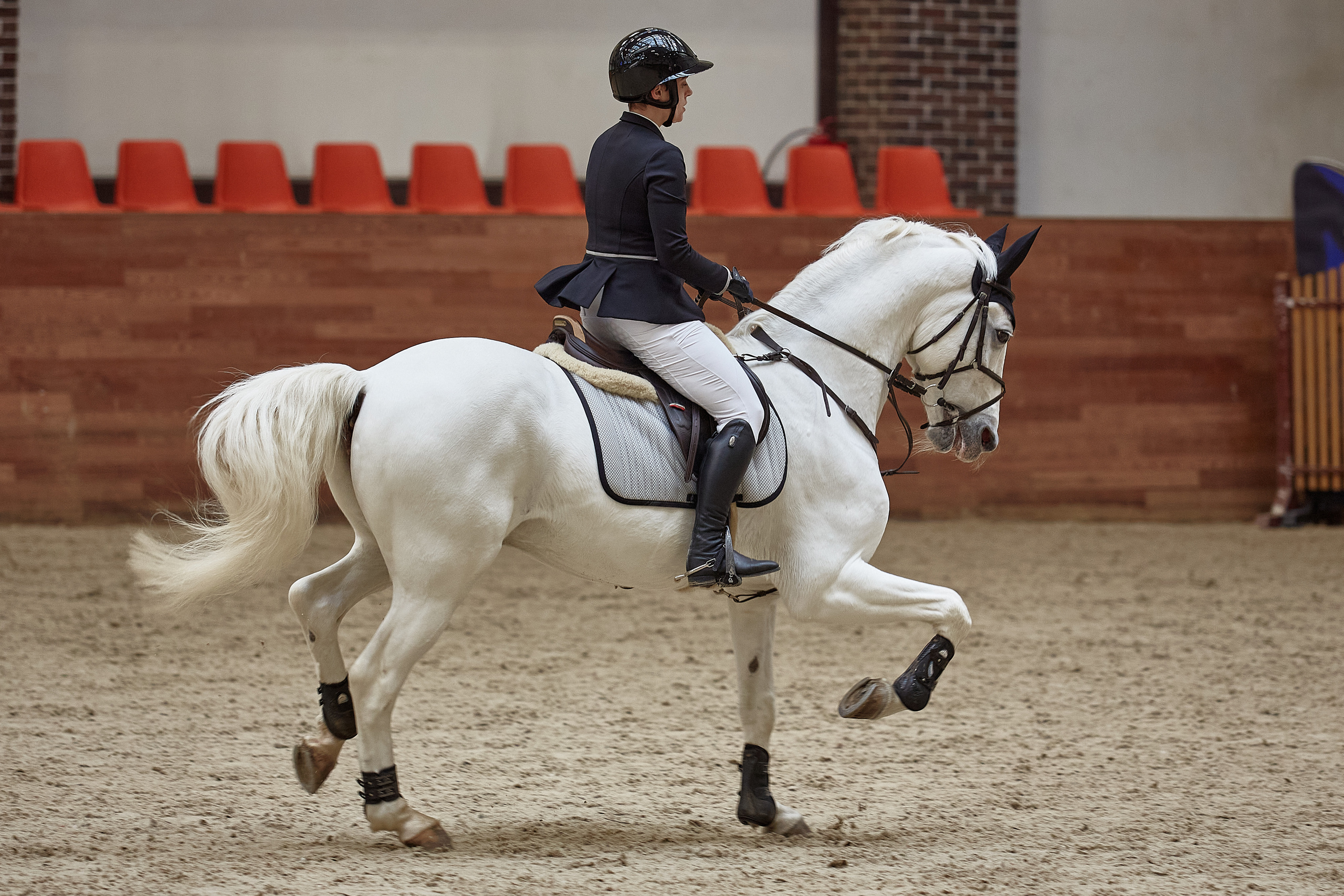 Белая красивая лошадь