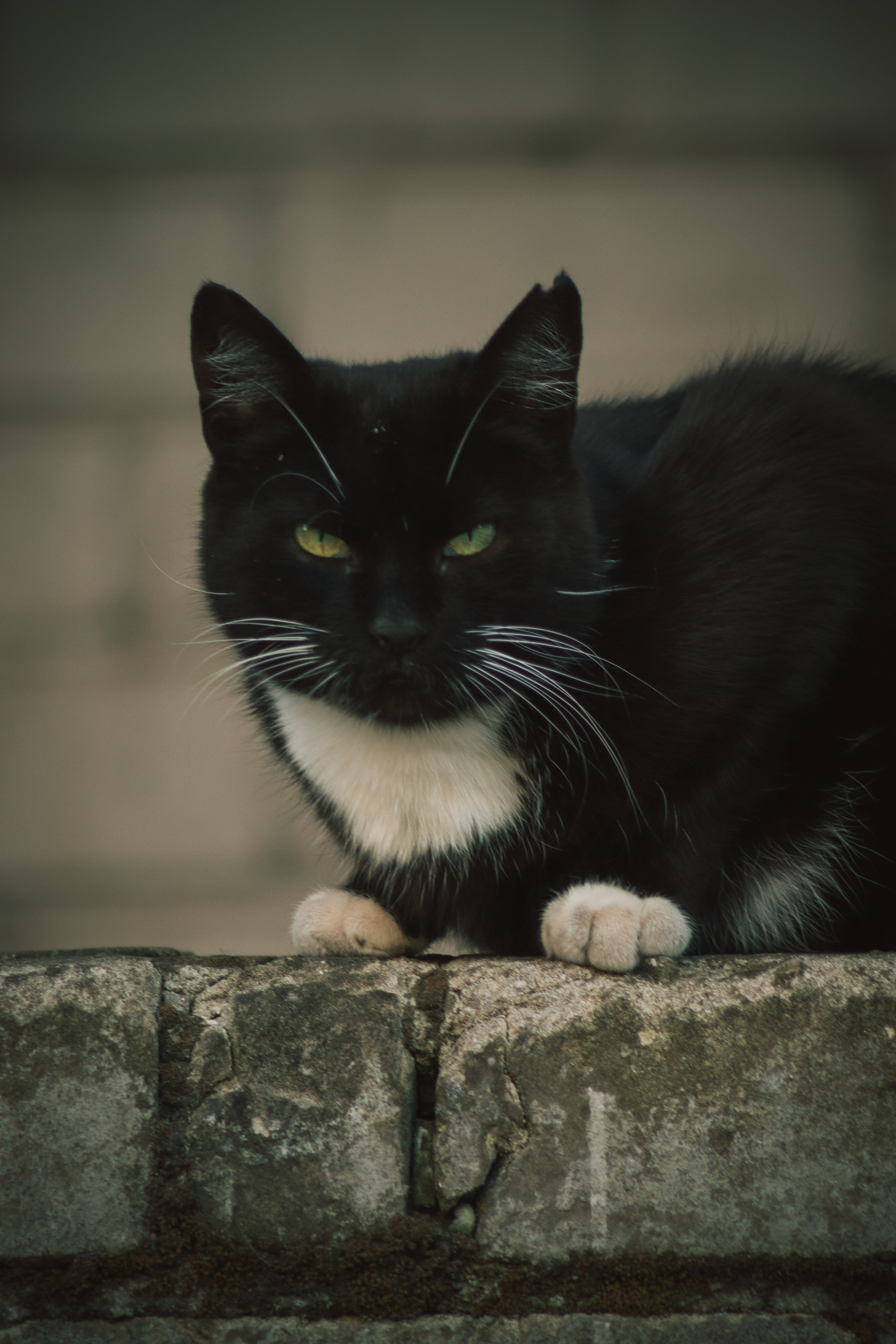 Р А З Н Ы Е — К О Т Ы. — Digital Noise —