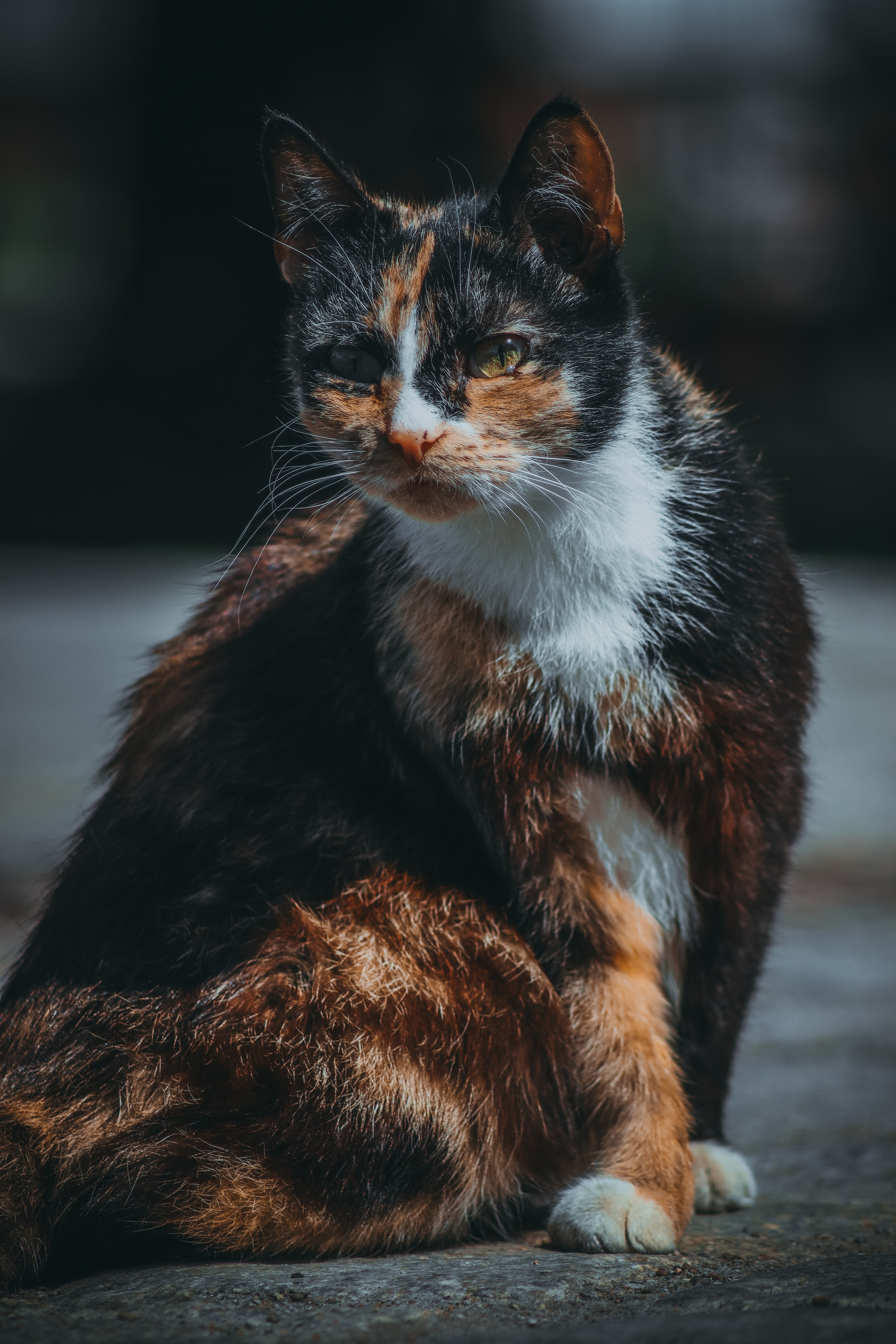 Р А З Н Ы Е — К О Т Ы. — Digital Noise —