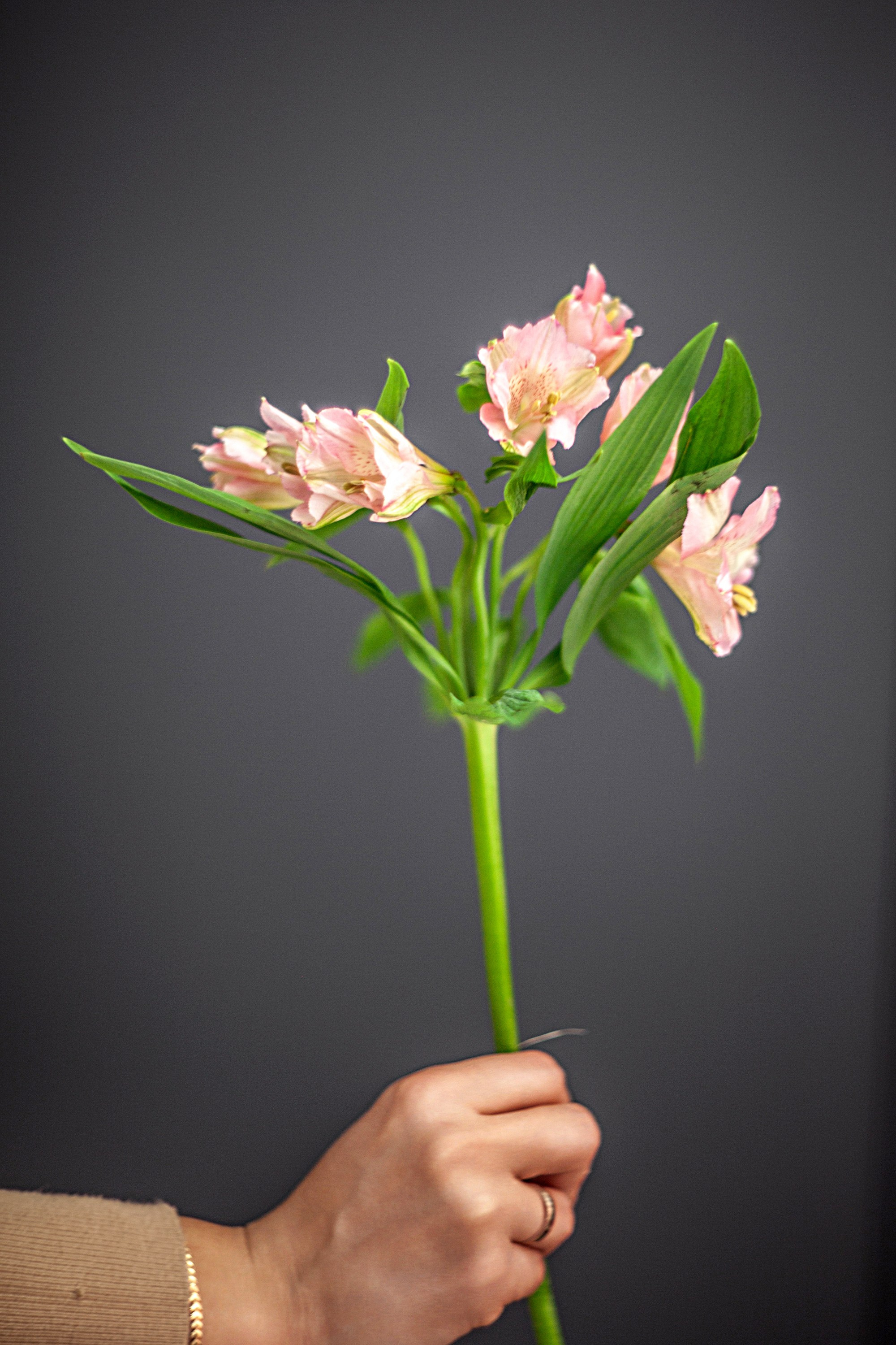 Цветы. Фотограф Казначеева Юлия Иваново/Москва