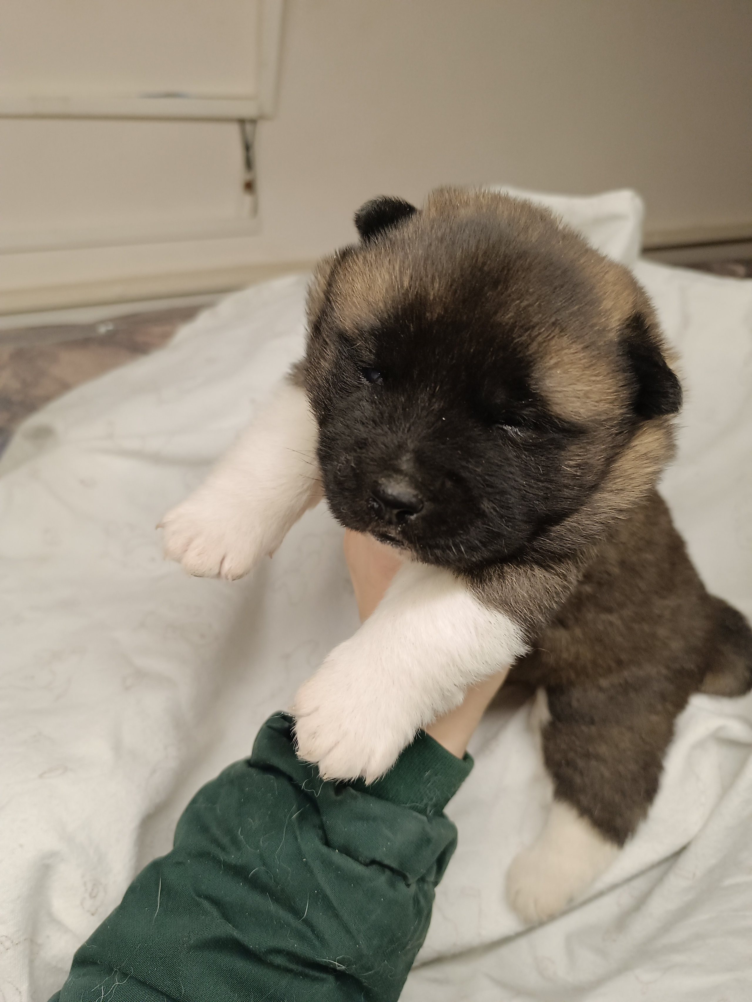 Американская акита  щенки питомник Санкт-Петербург клубные щенки Американская акита питомник RUBYLIGHT Рубилайт купить щенка американской акиты