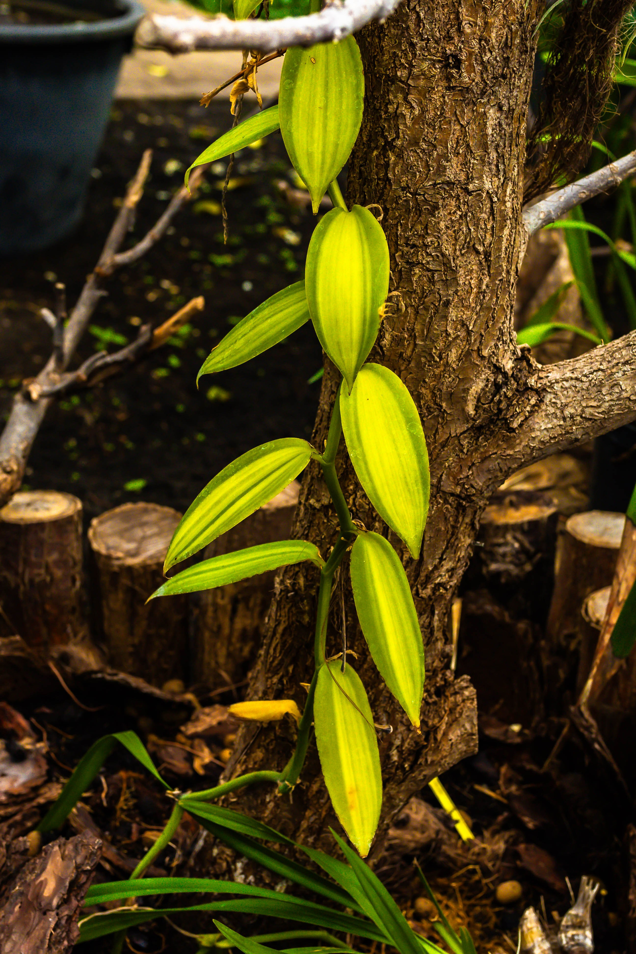 Фотографии природы Липецка. Свадебный и семейный фотограф Виолетта в Липецке