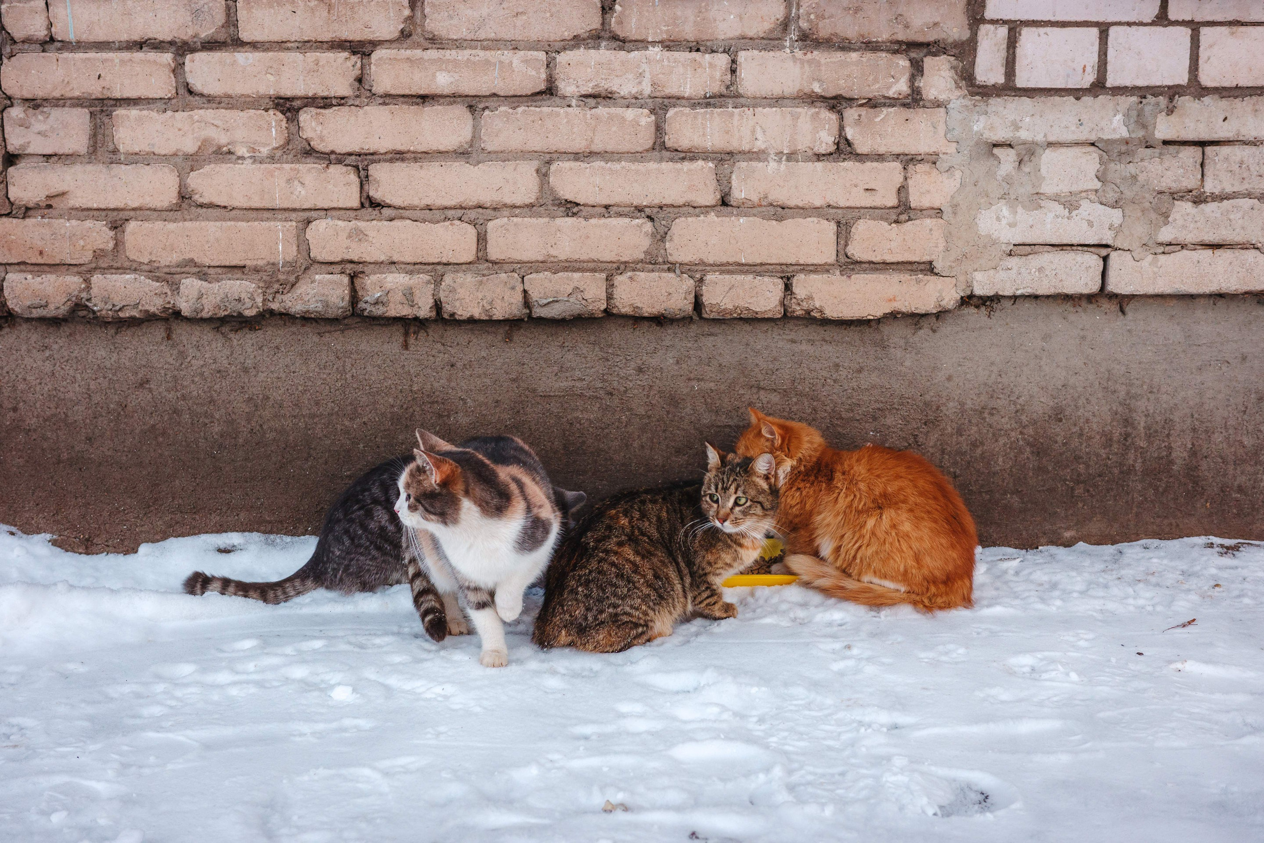 2024.01. Фотограф Алексей Алексеев