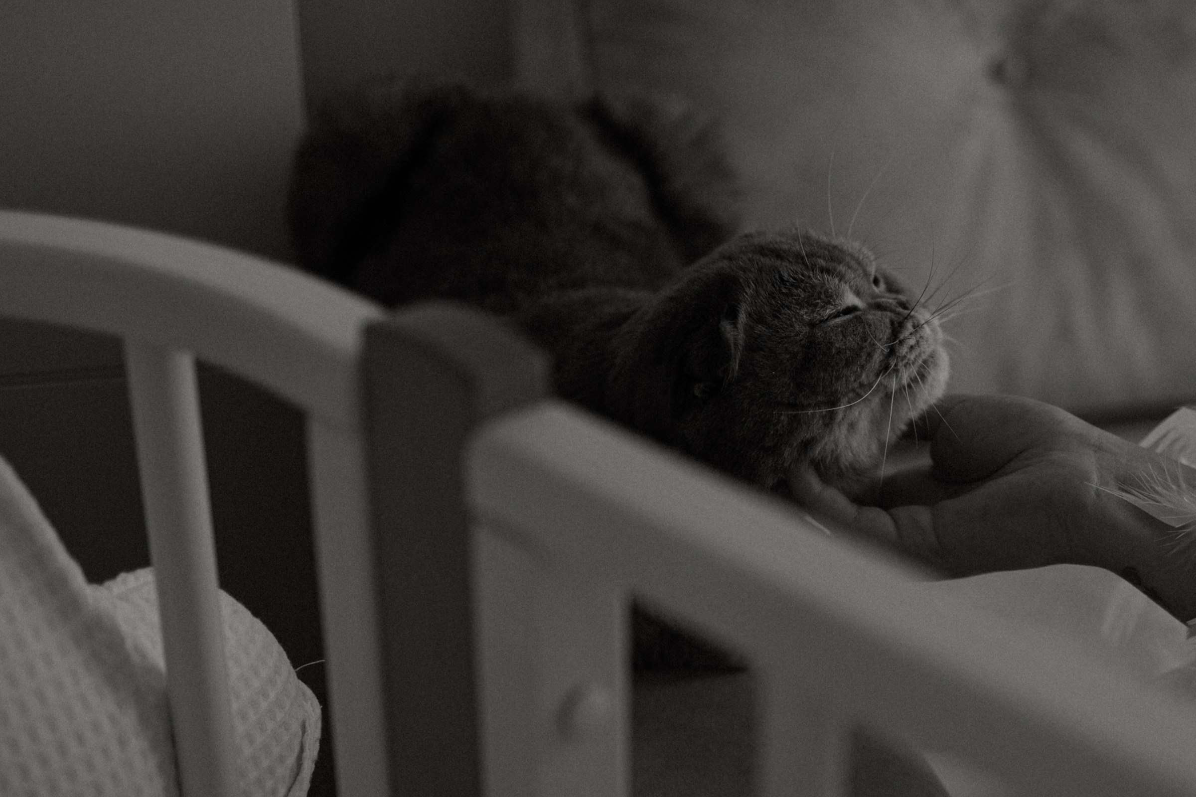 Усатый нянь. Фотограф Daria Wilner