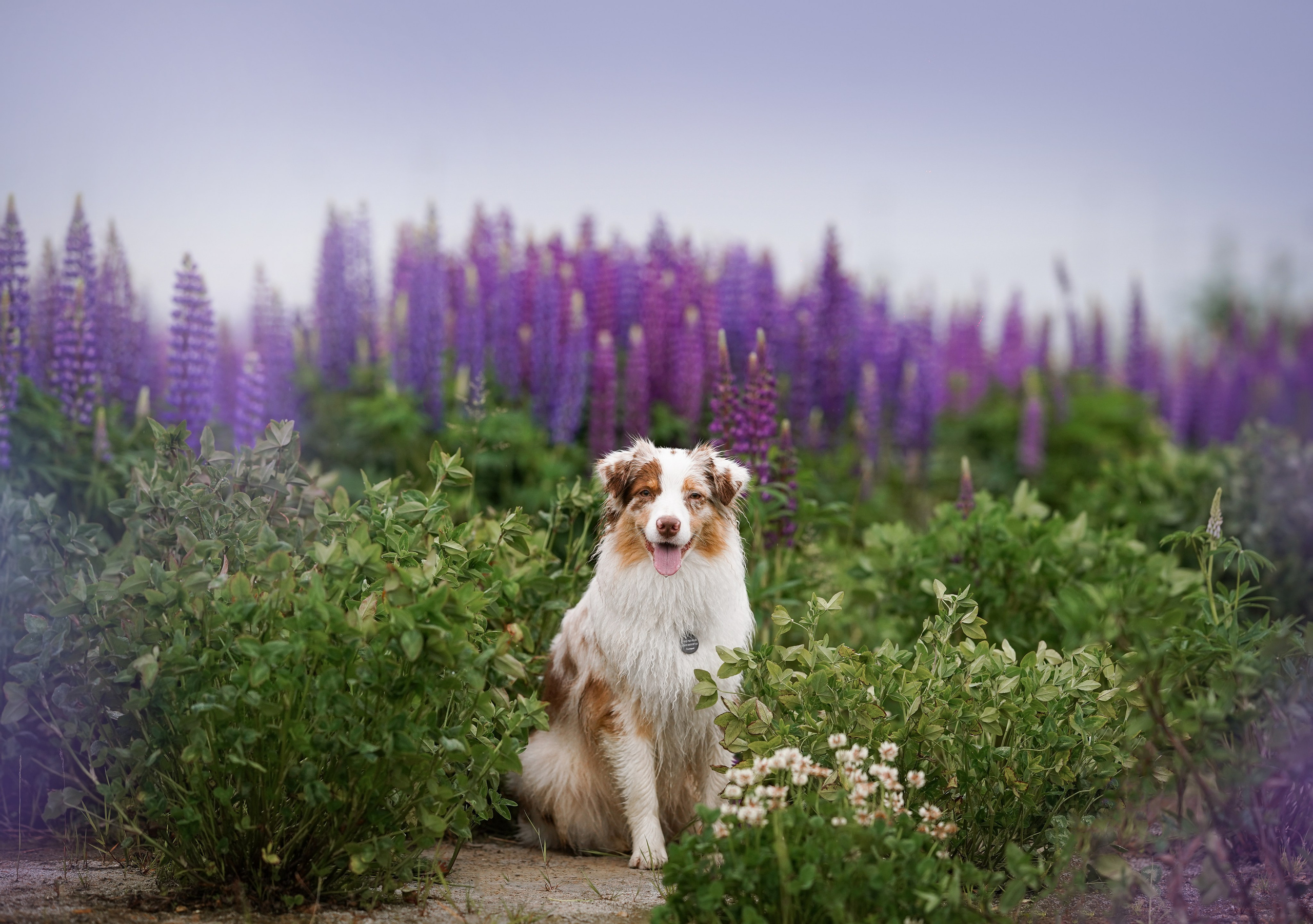 Аня Арчи и Панда в люпинах. Фотограф-анималист в Санкт-Петербурге Яна Мартынова