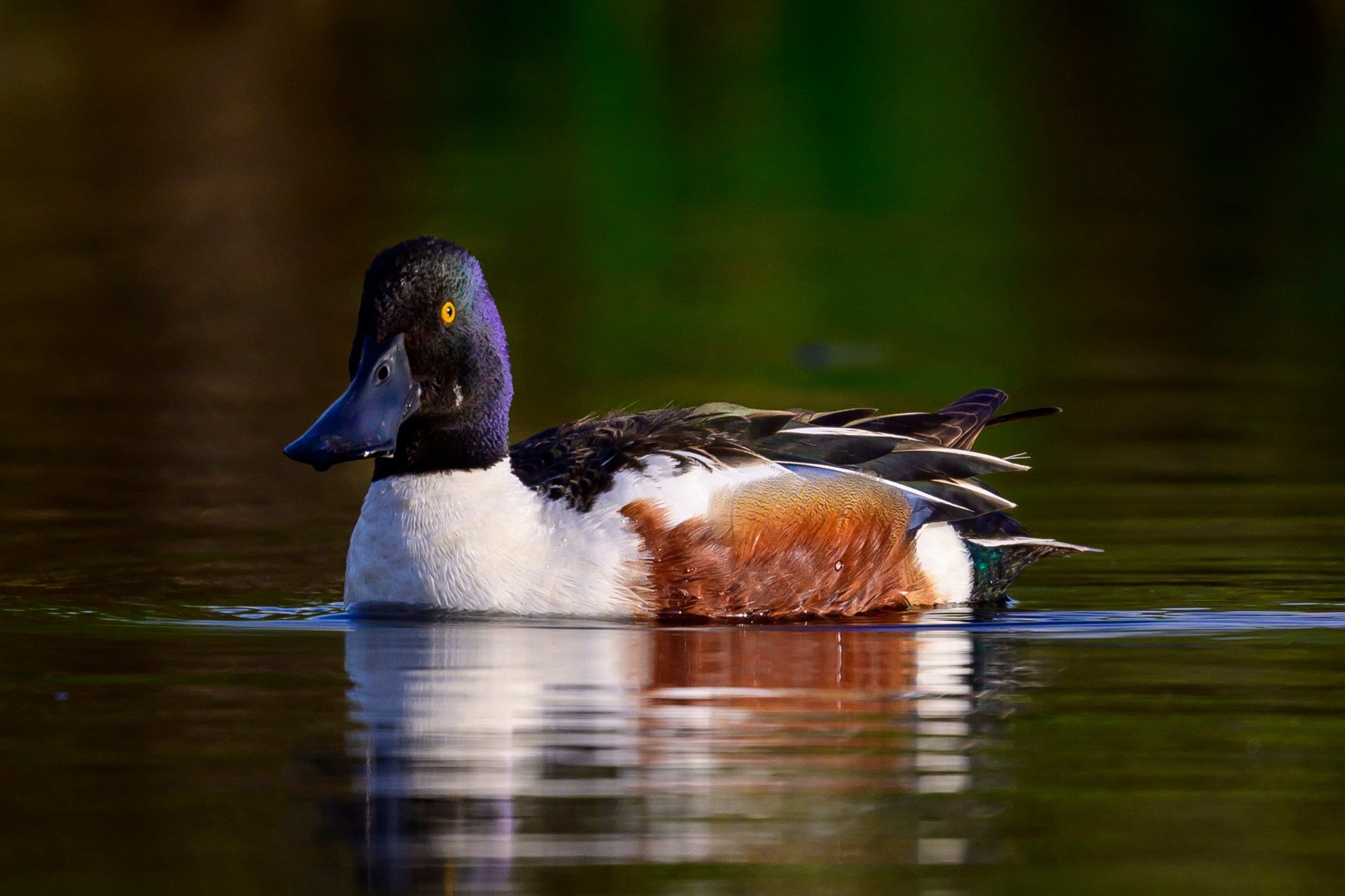 Черношейная поганка. Wildlife photography by Sergey Puponin