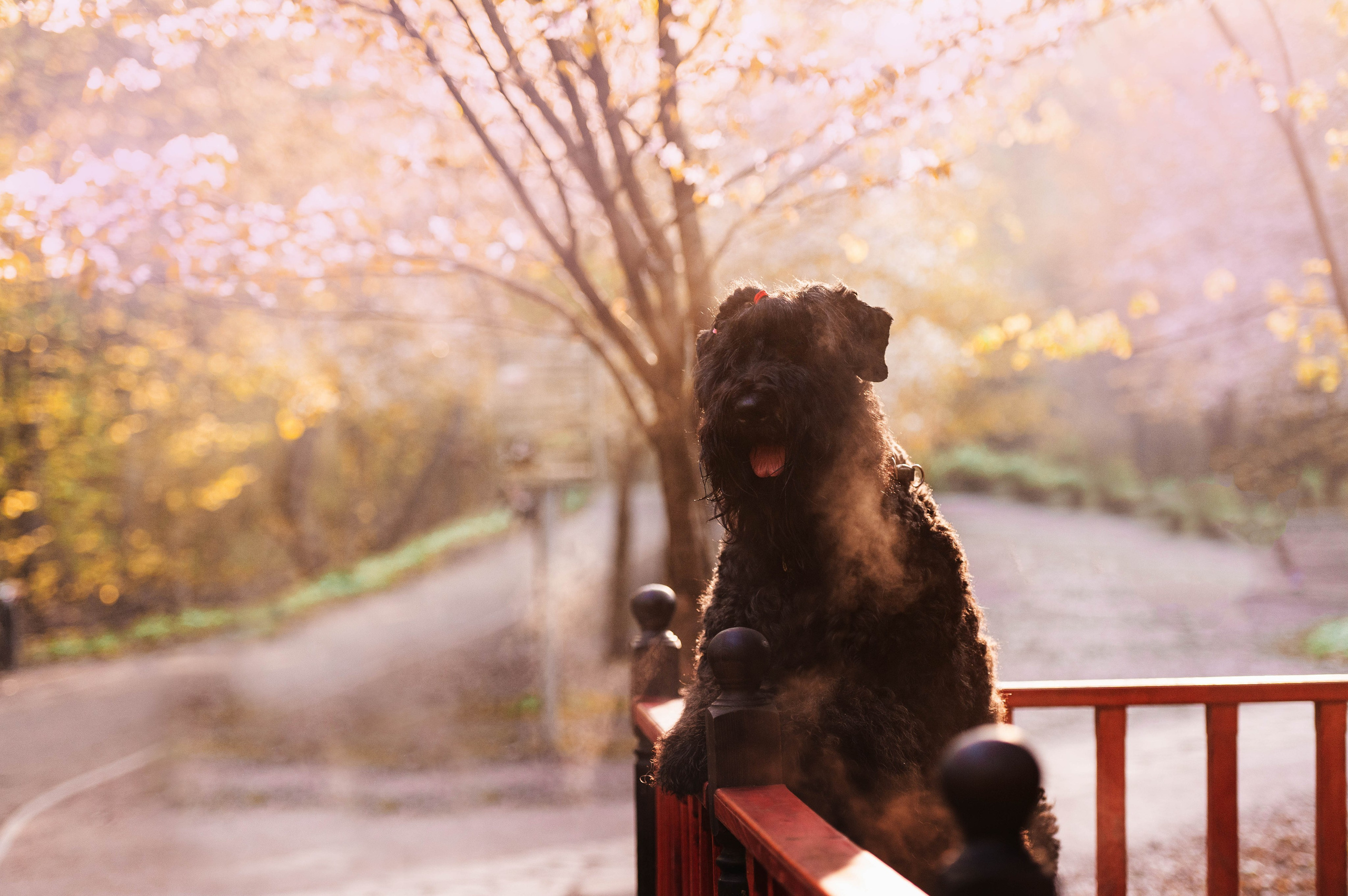 Черныши, сакура и краски холи. Фотограф-анималист
