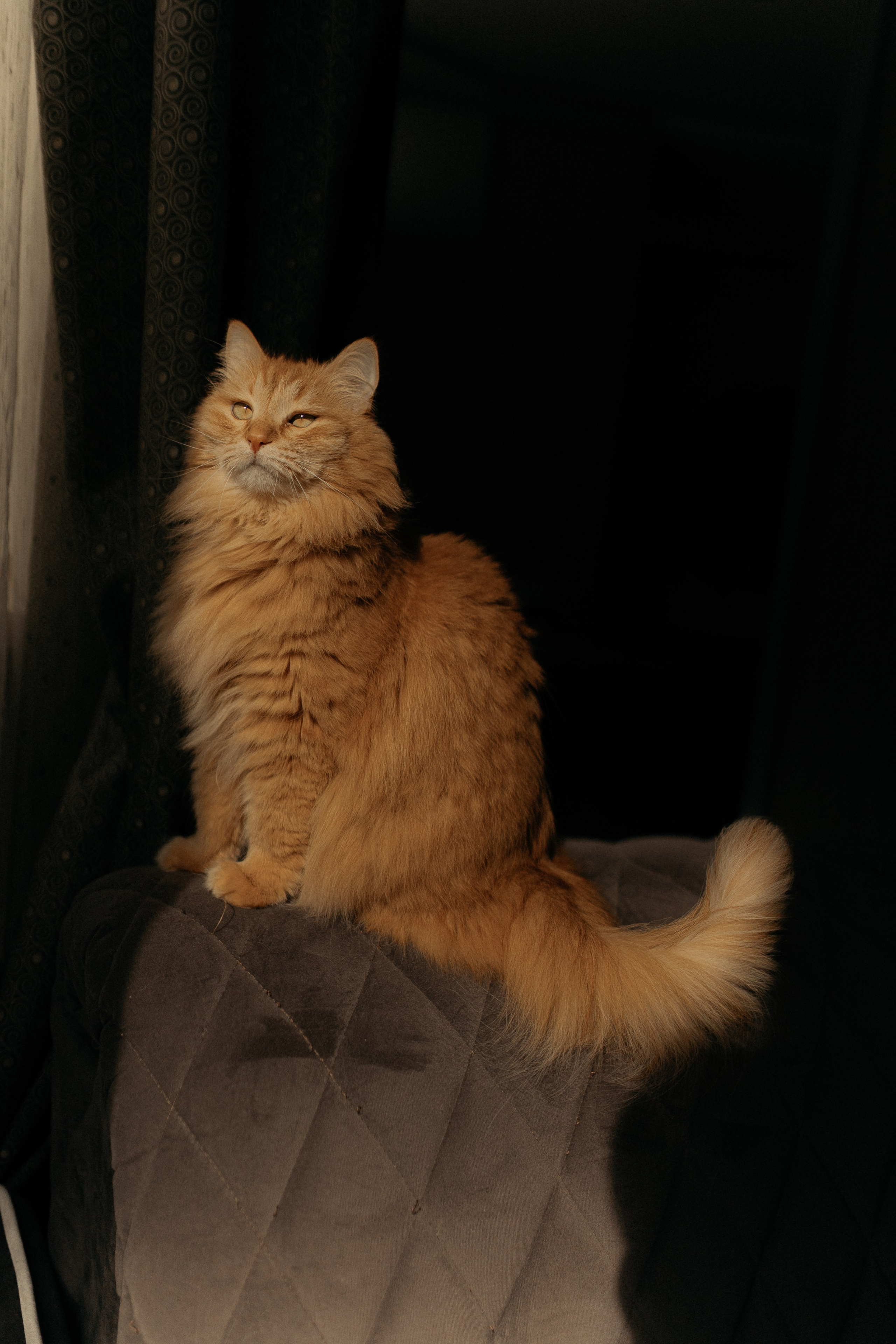 Алиса. DARYA.BELKINA