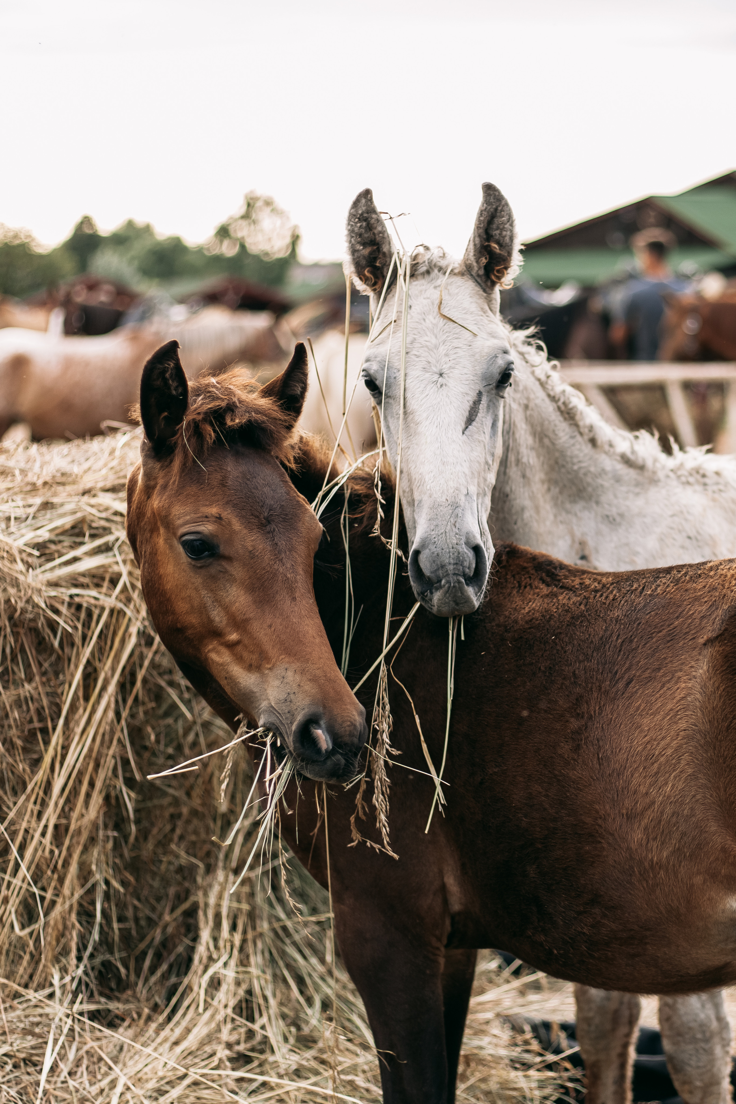 Аванпост. Фотограф в Москве Ольга Барановская