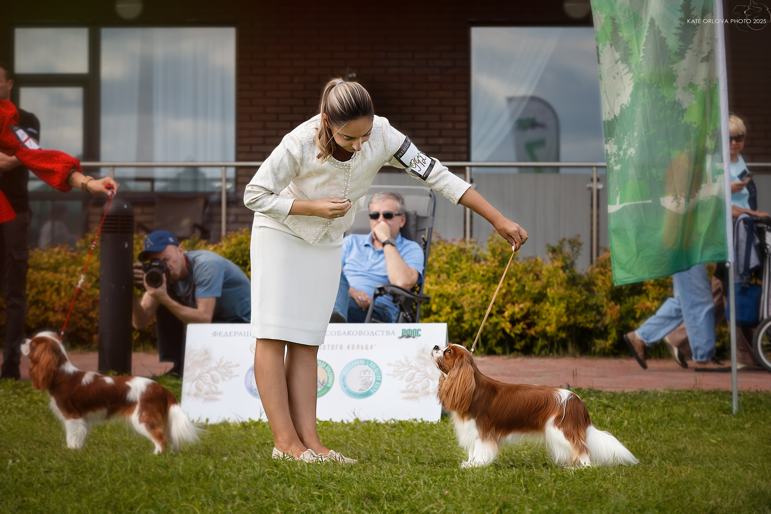 Суки. Питомник кавалер кинг чарльз спаниелей